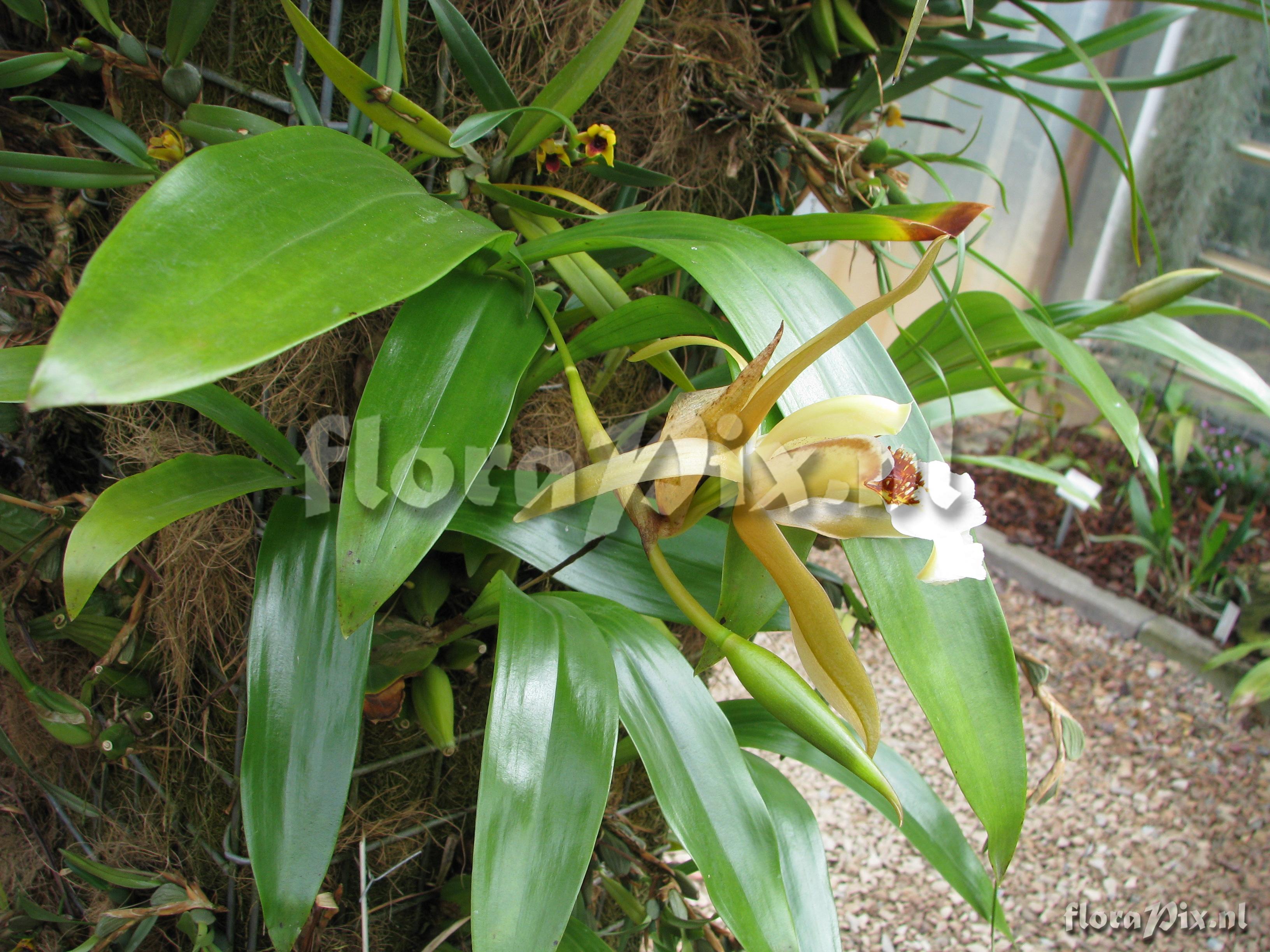 Coelogyne lawrenceana