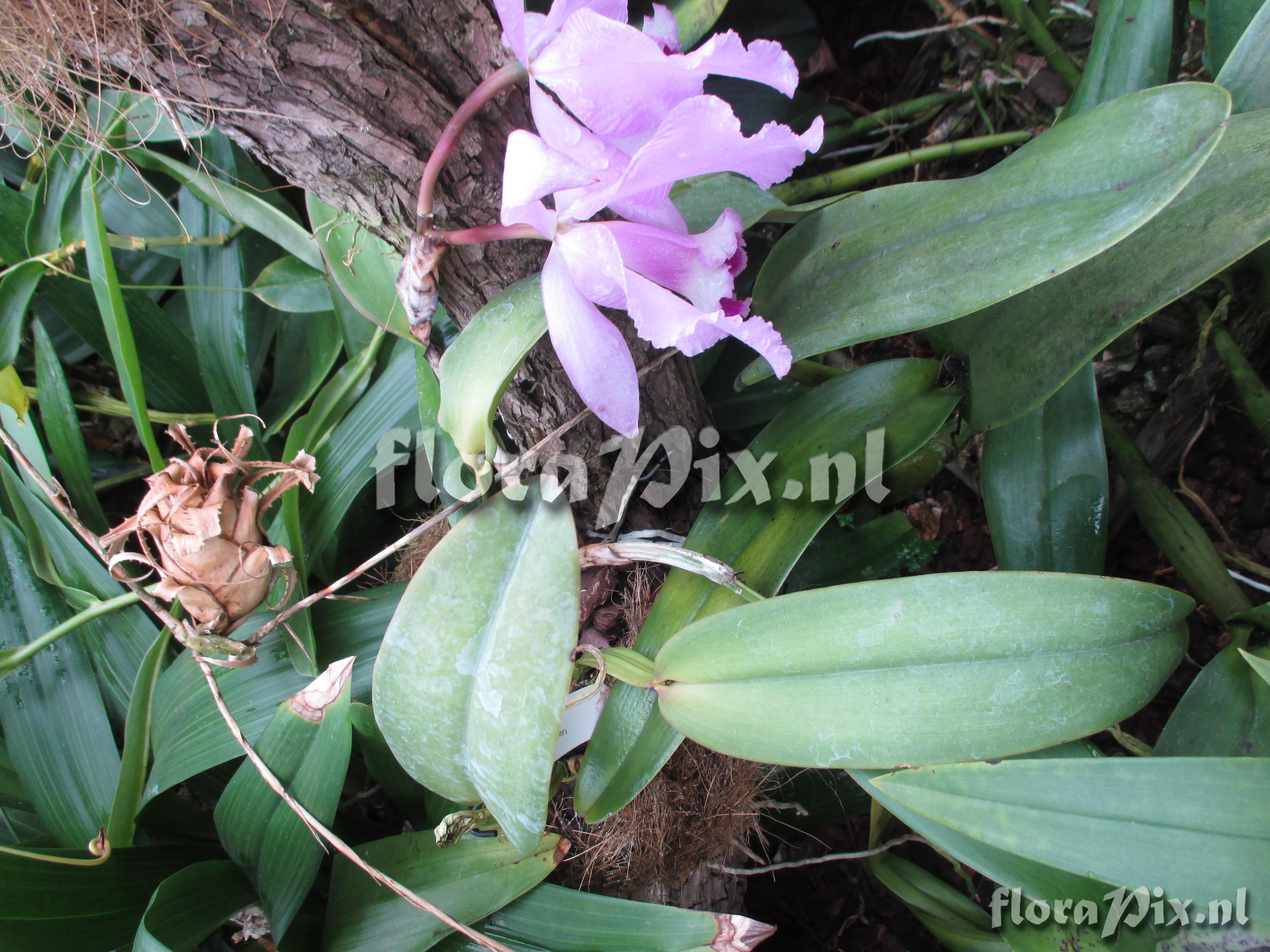 Cattleya warneri