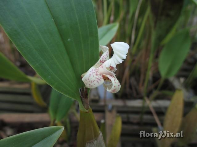 Dendrobium plicabile