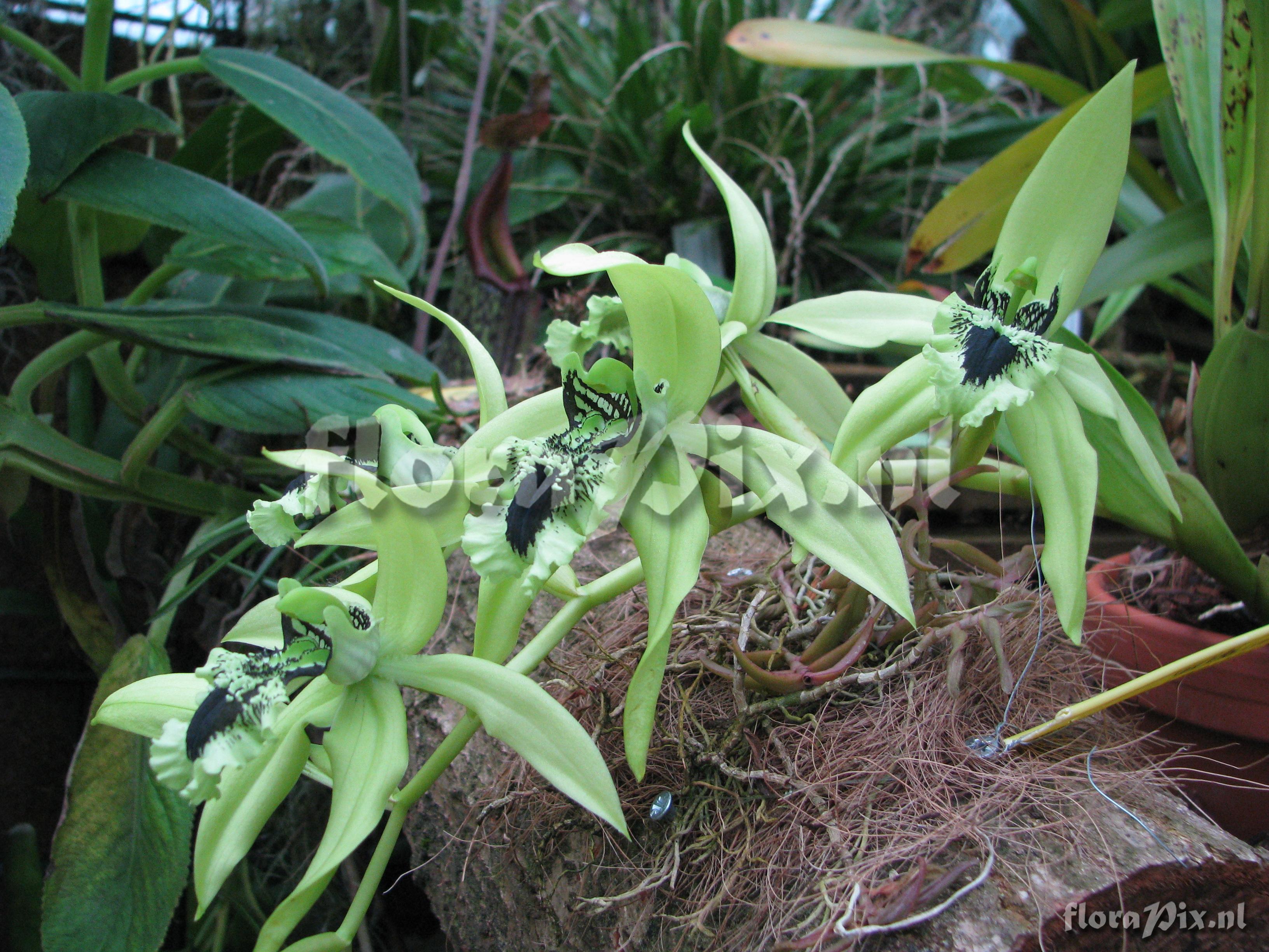 Coelogyne pandurata