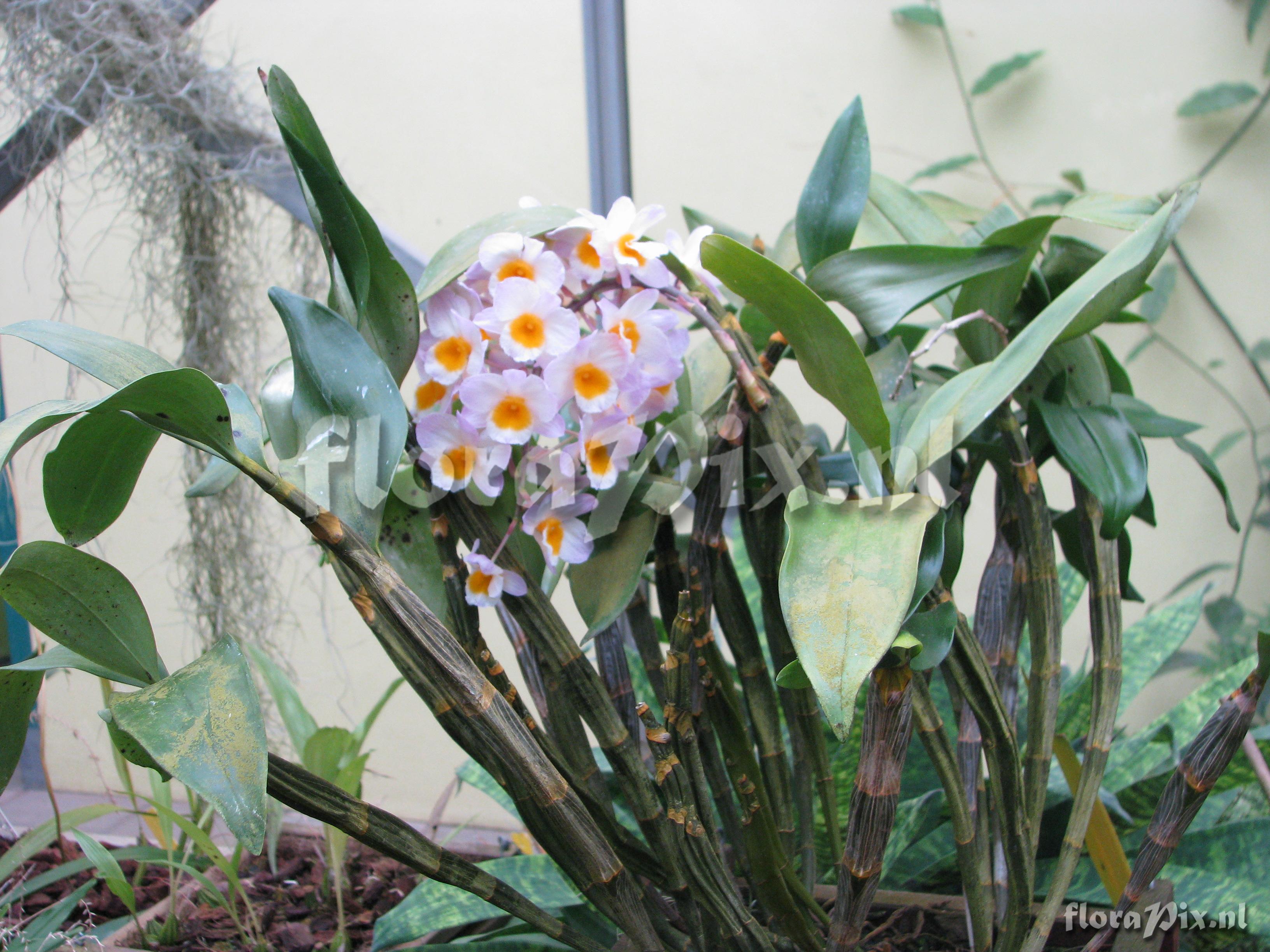 Dendrobium farmeri