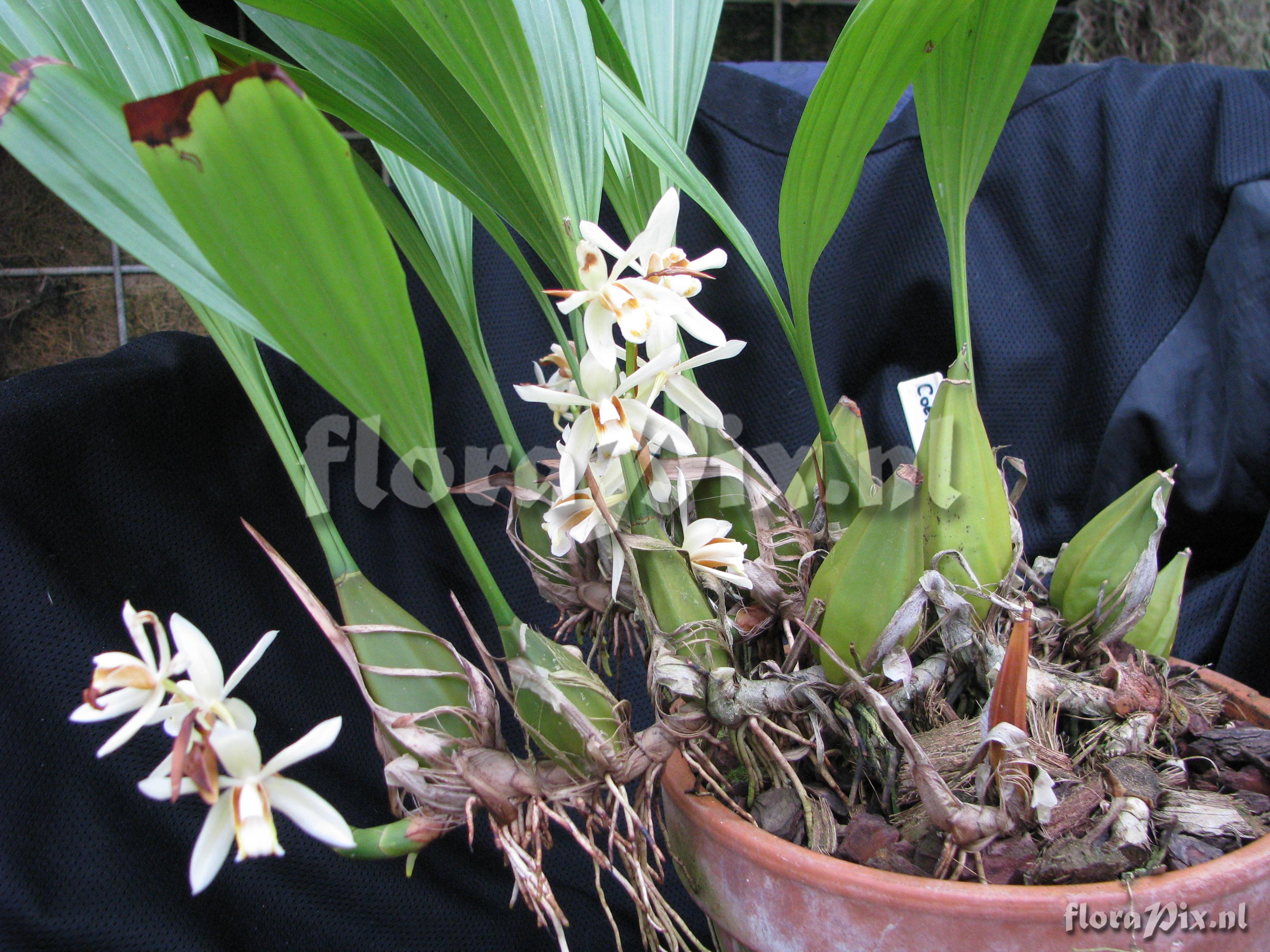 Coelogyne cinnamomea