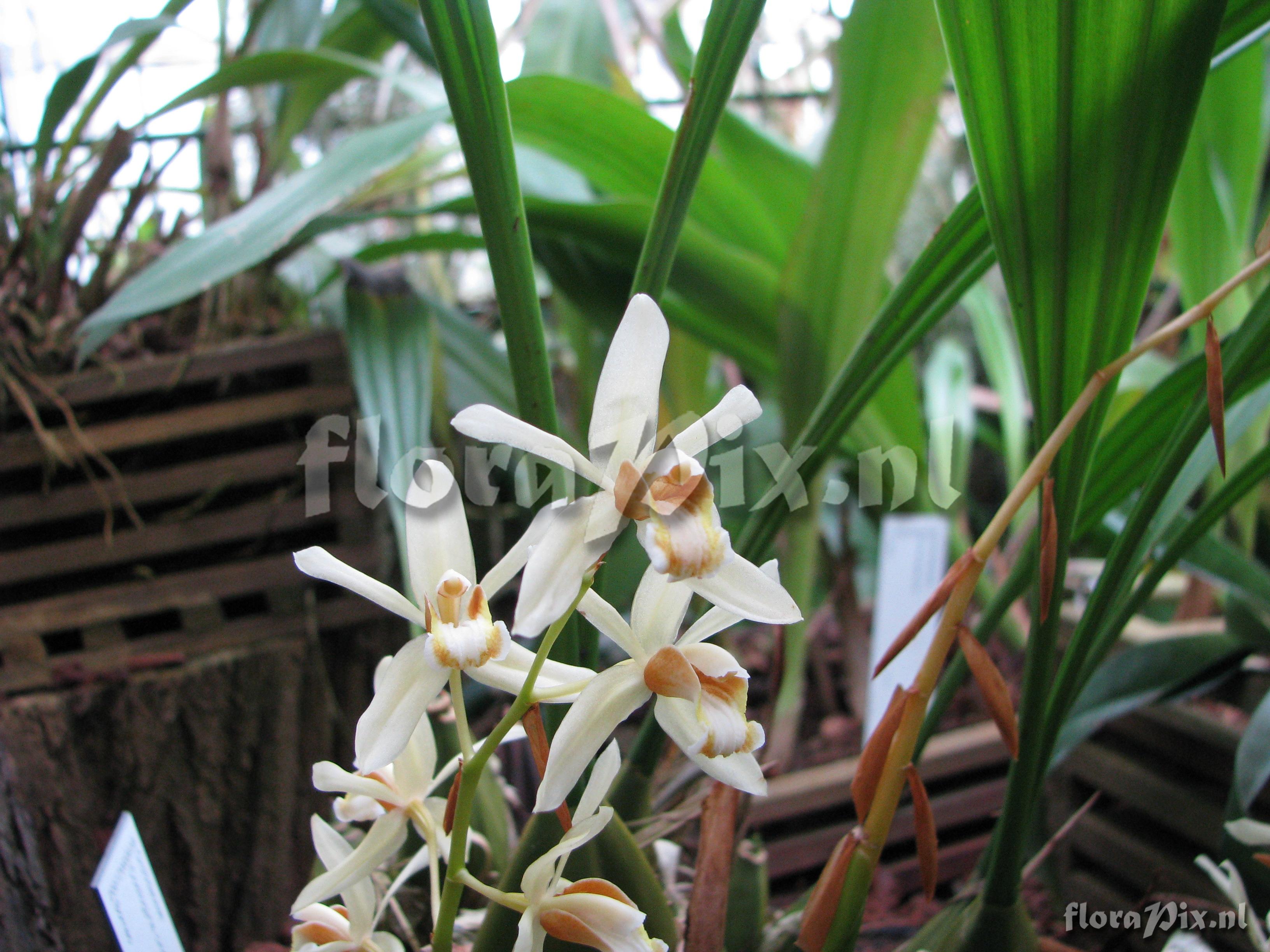 Coelogyne cinnamomea