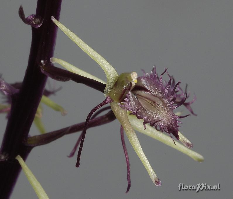 Liparis purpureoviridis