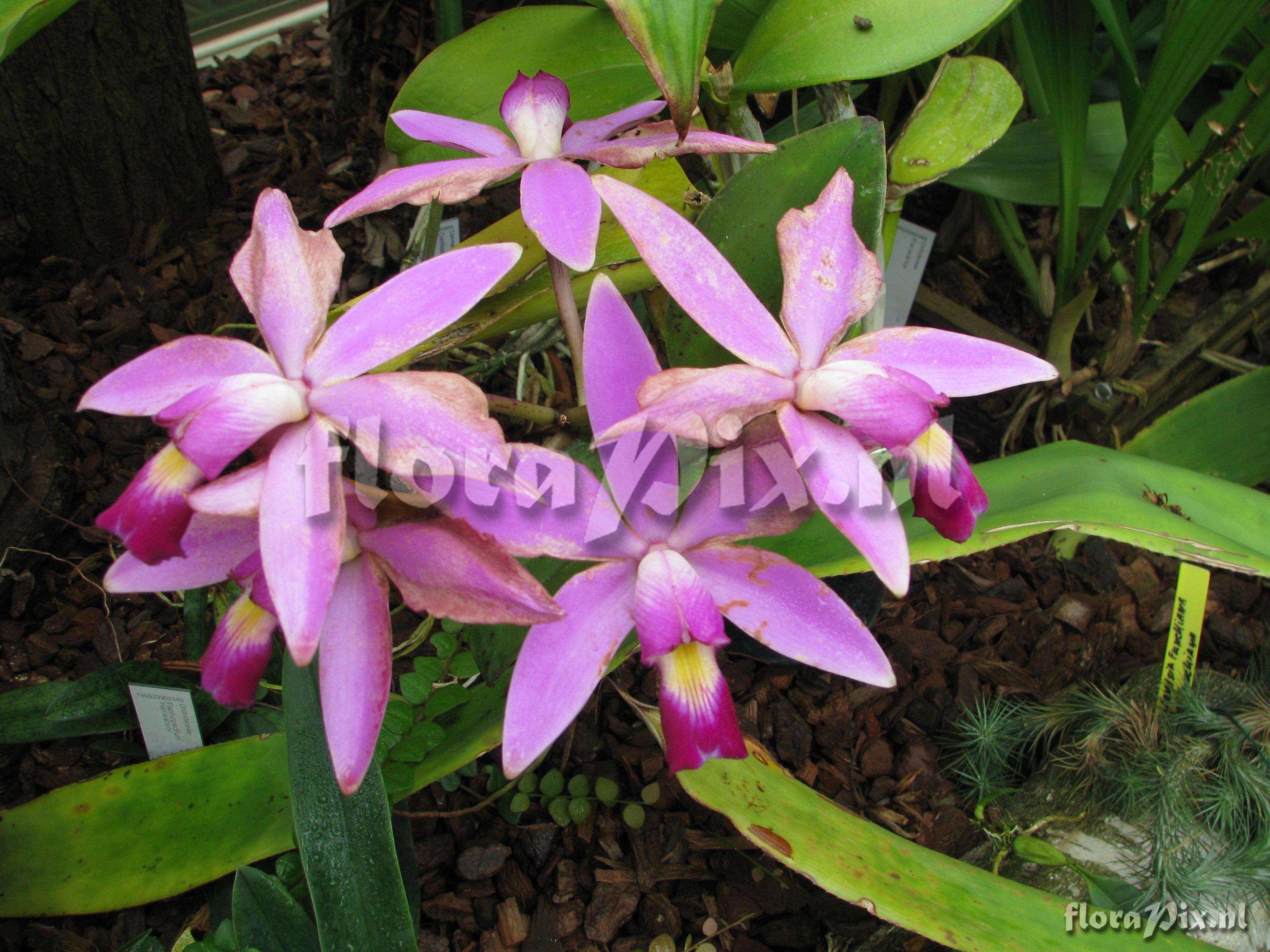 Cattleya violacea.JPG