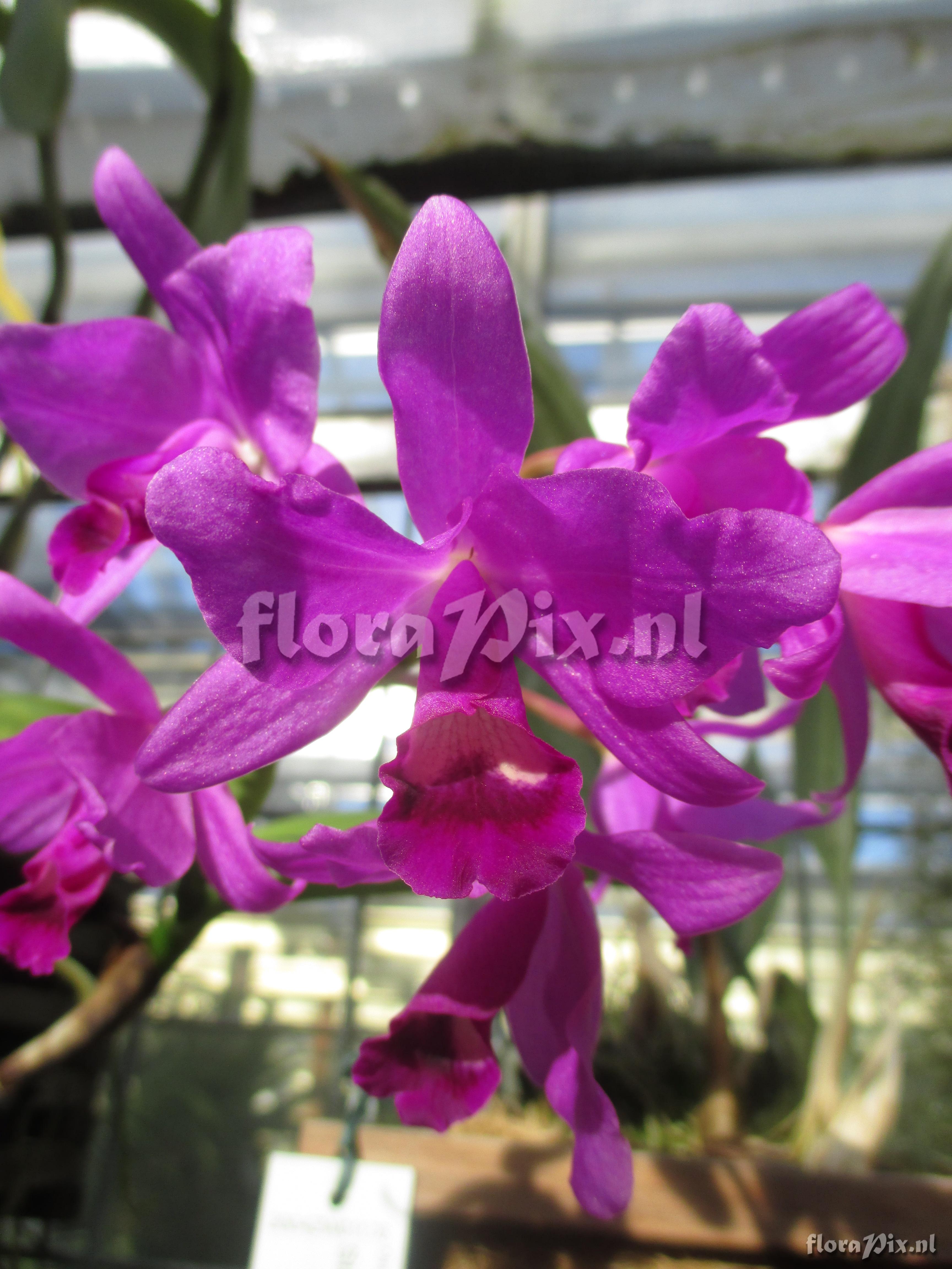 Cattleya bowringiana