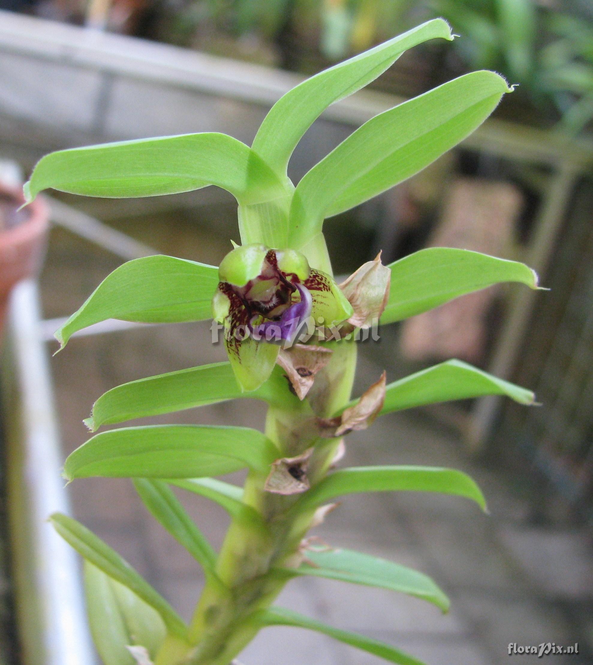 Dichaea escobariana