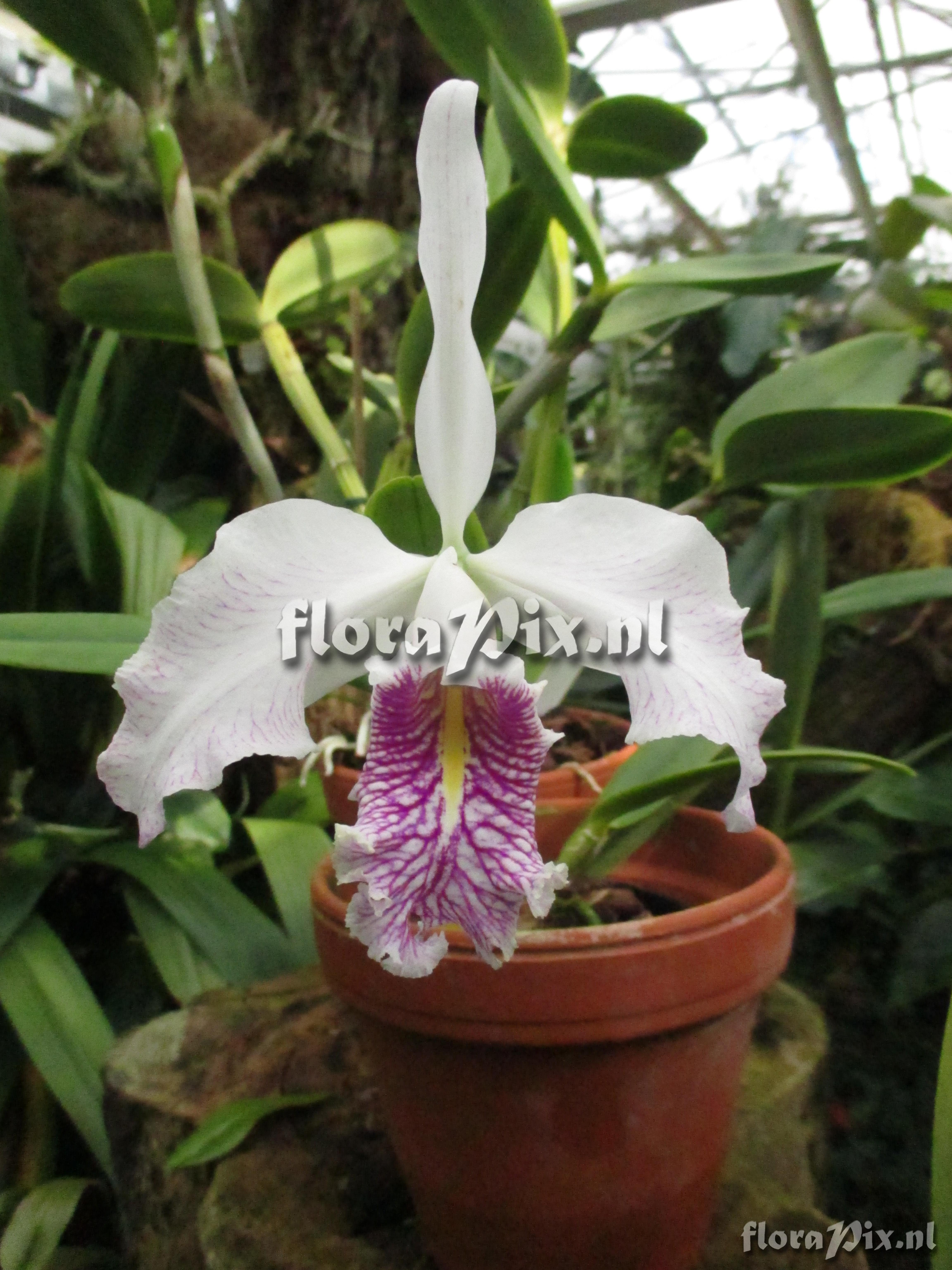 Cattleya maxima