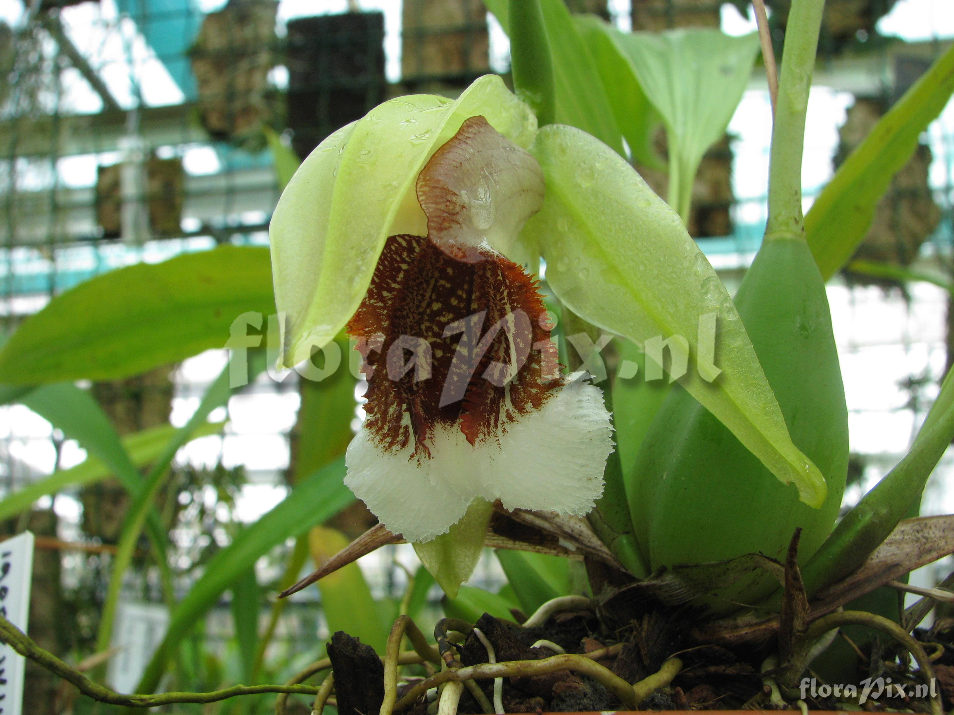 Coelogyne speciosa