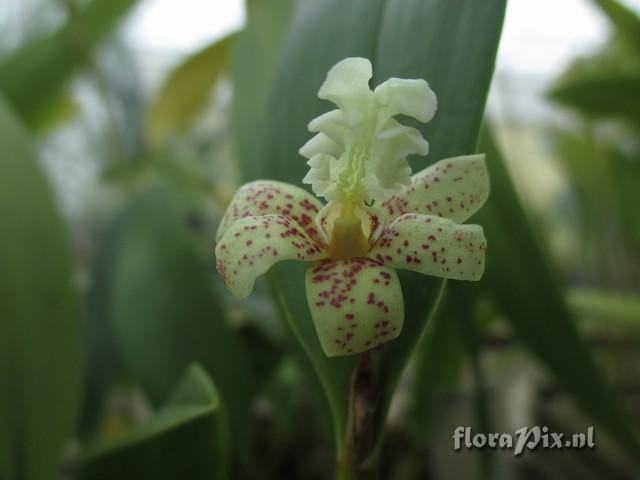 Dendrobium plicabile