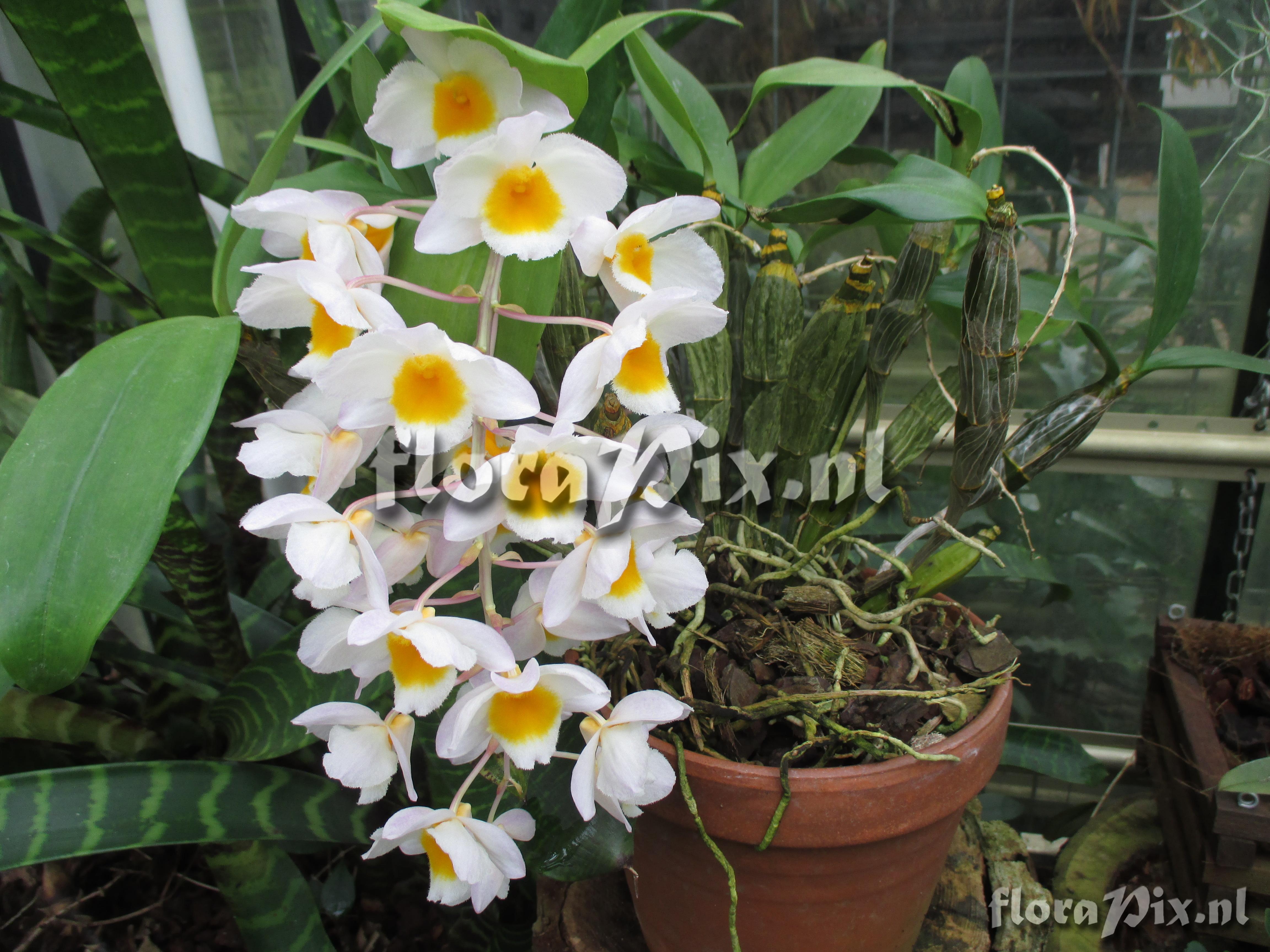 Dendrobium farmeri