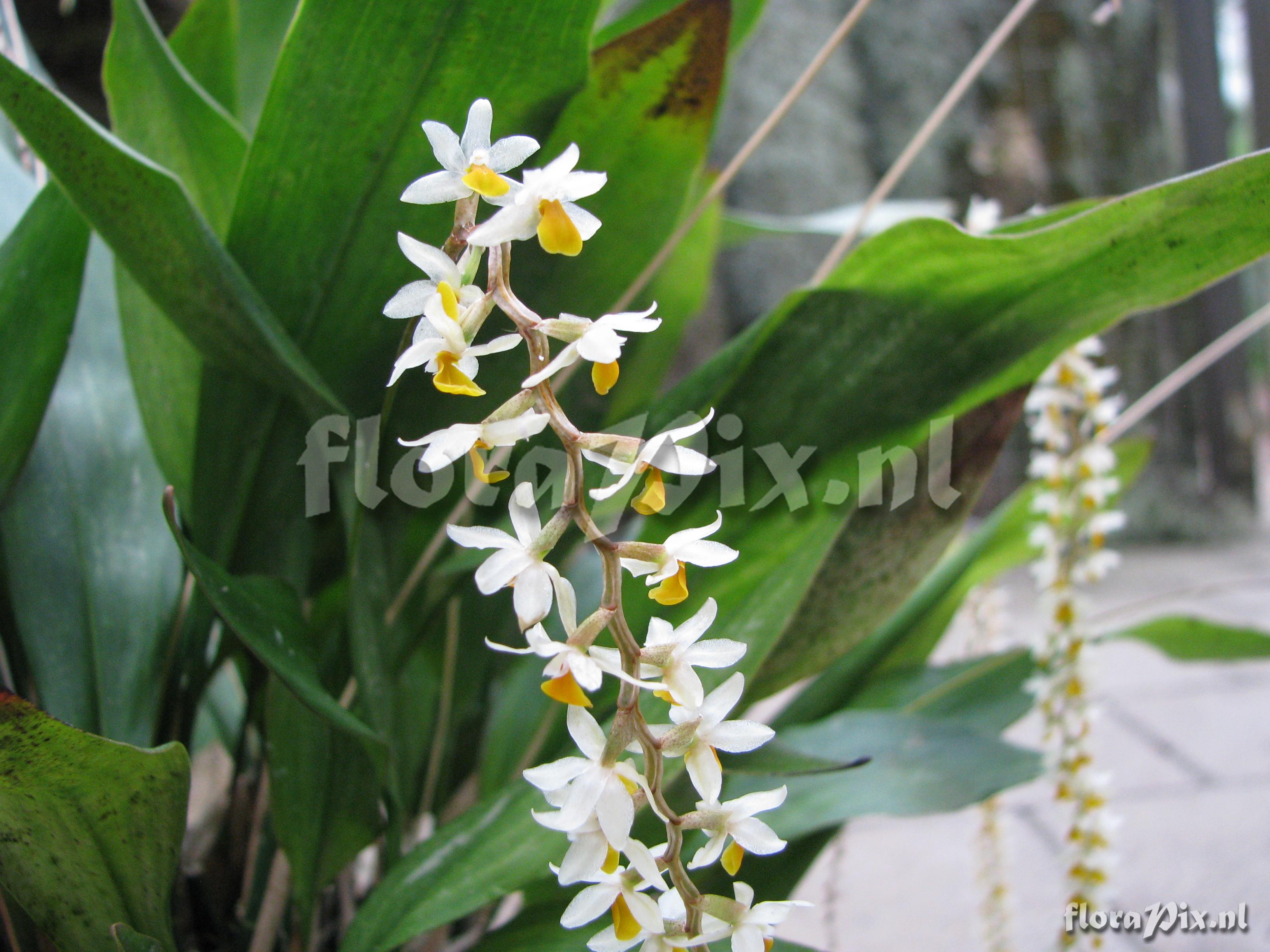 Dendrochilum cobbianum