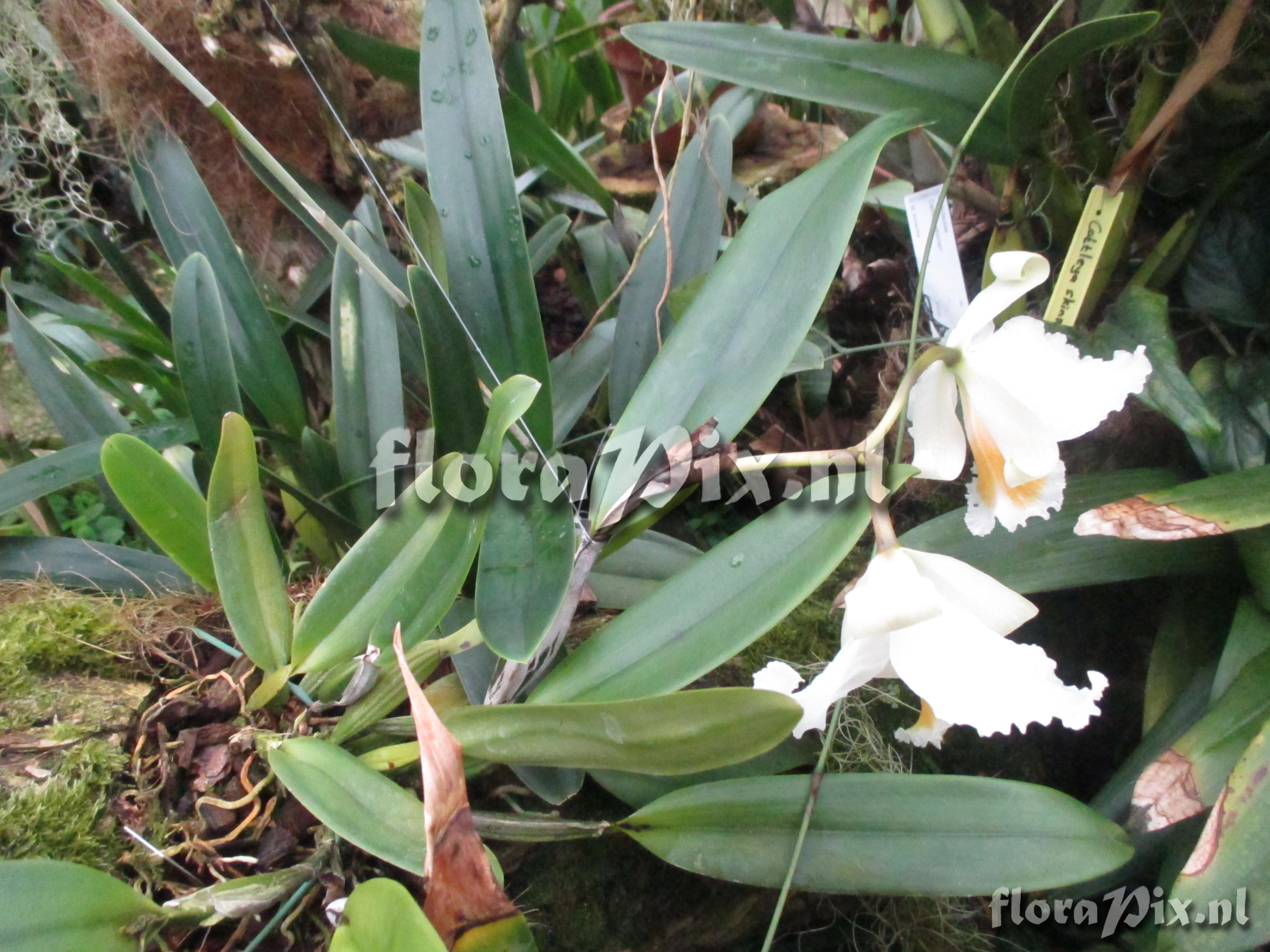 Cattleya schroederae.JPG