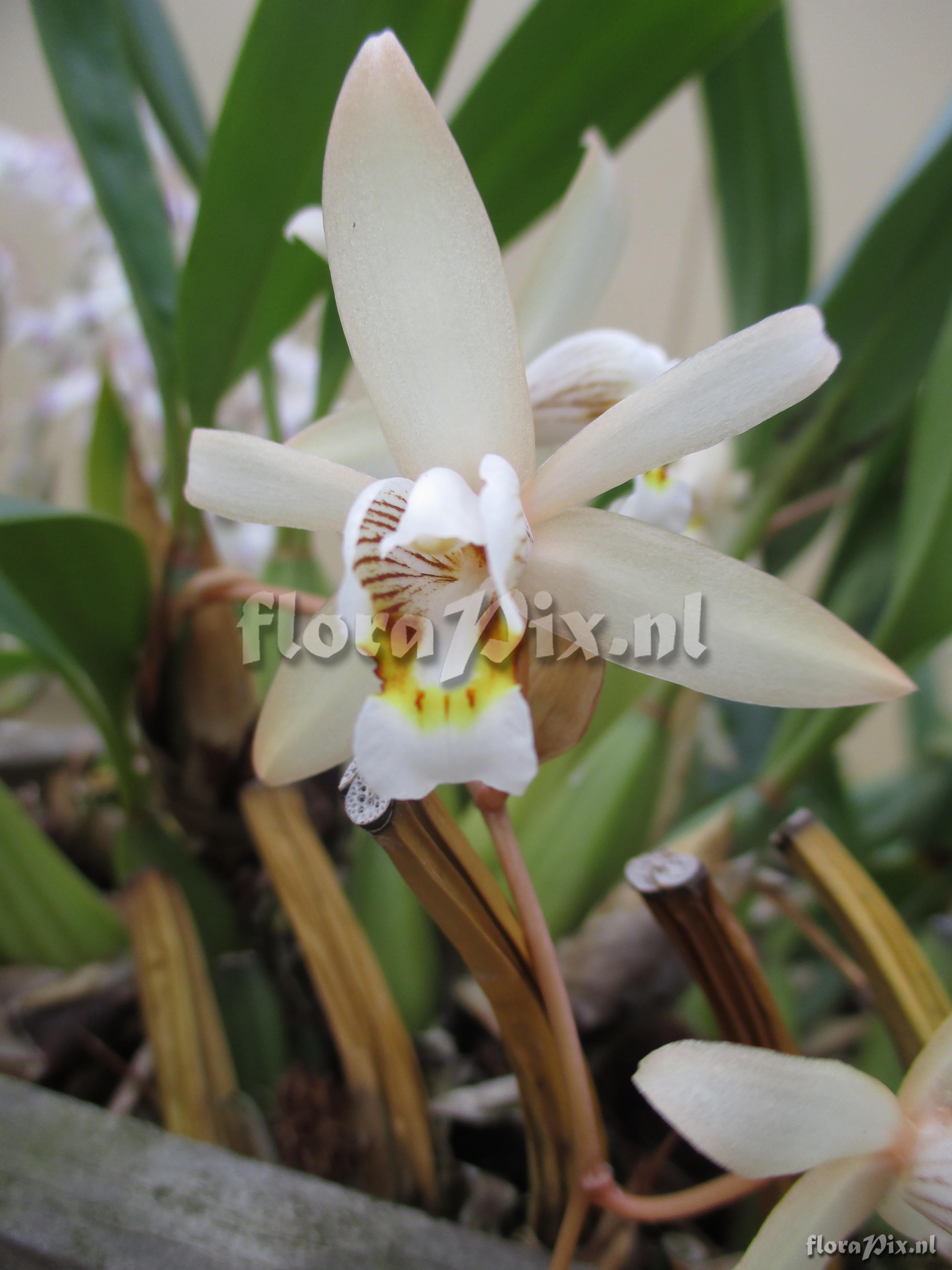 Coelogyne flaccida