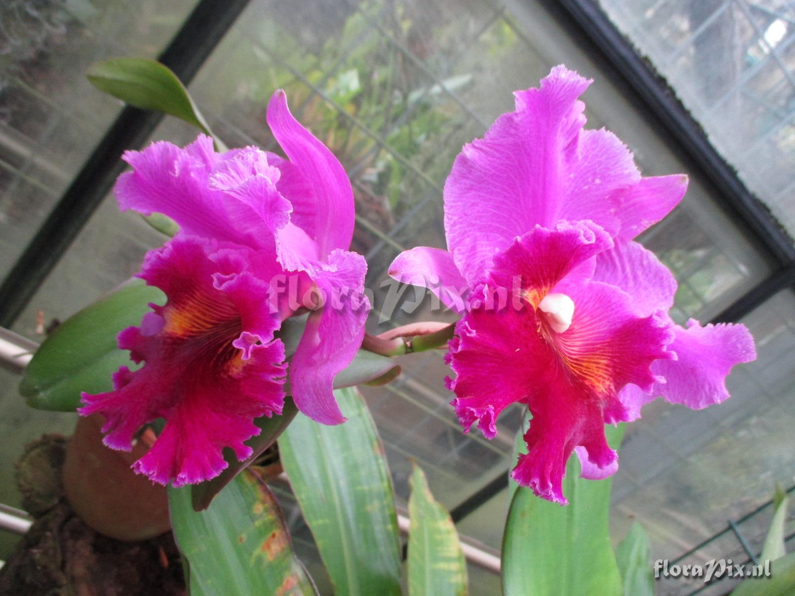 Cattleya hybride