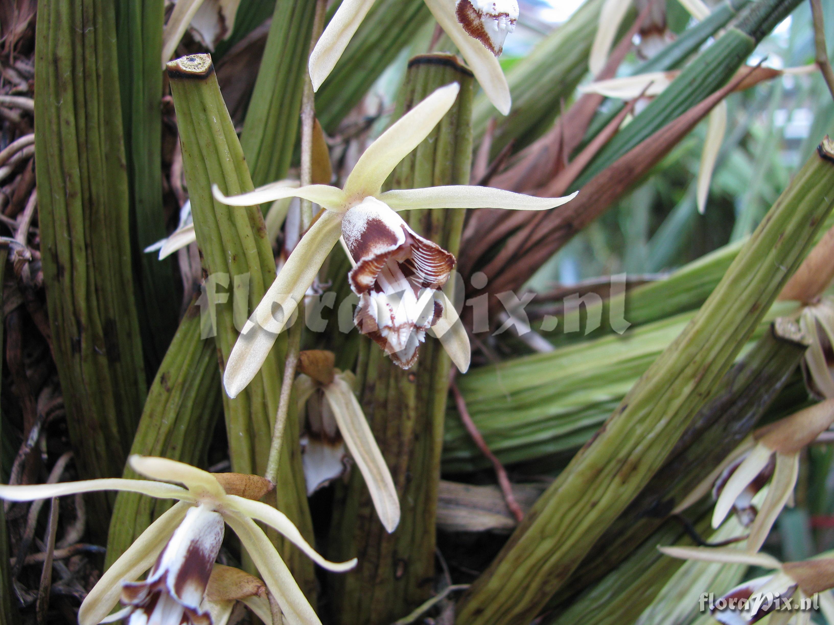 Coelogyne pulverula