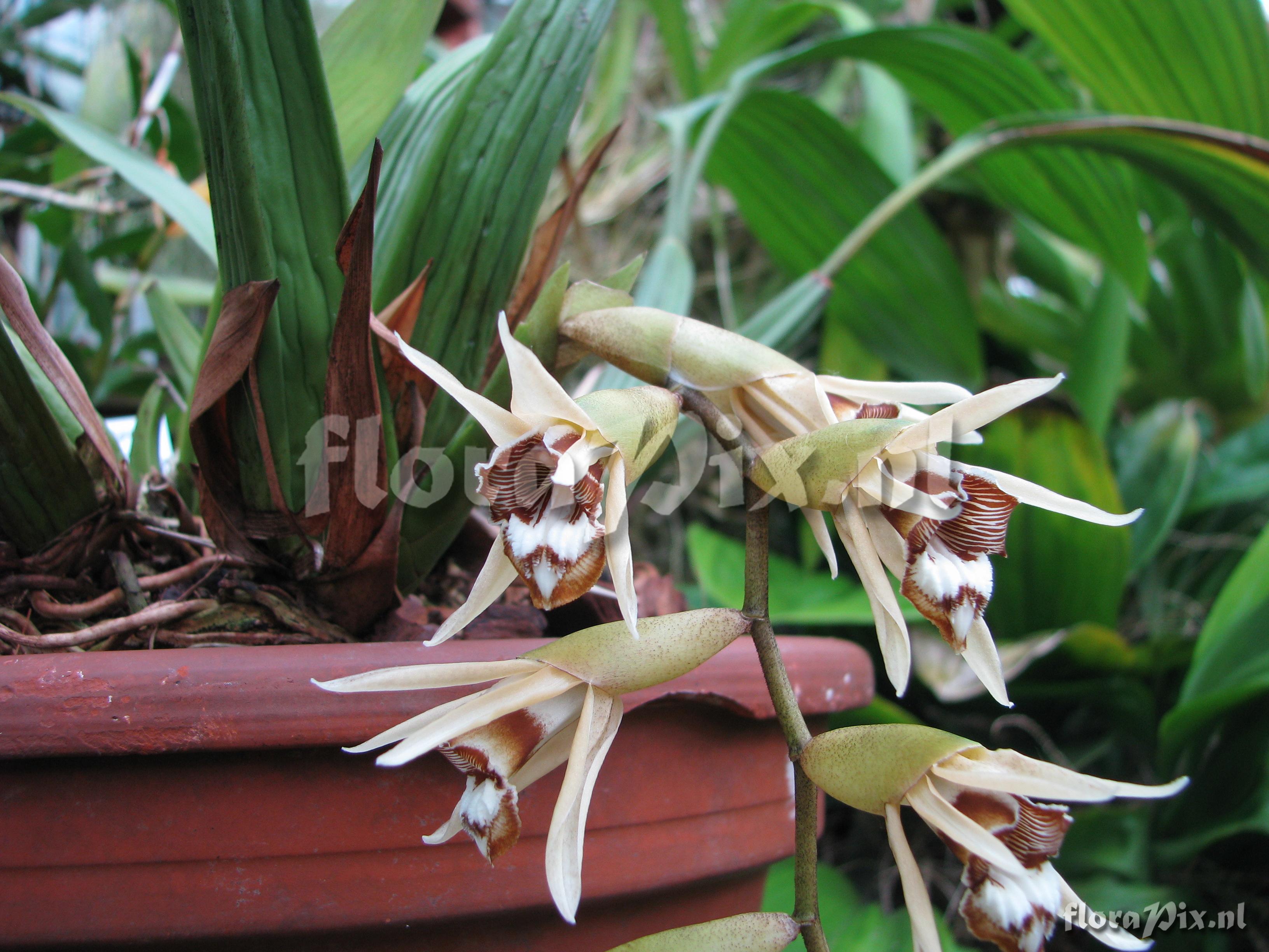 Coelogyne pulverula