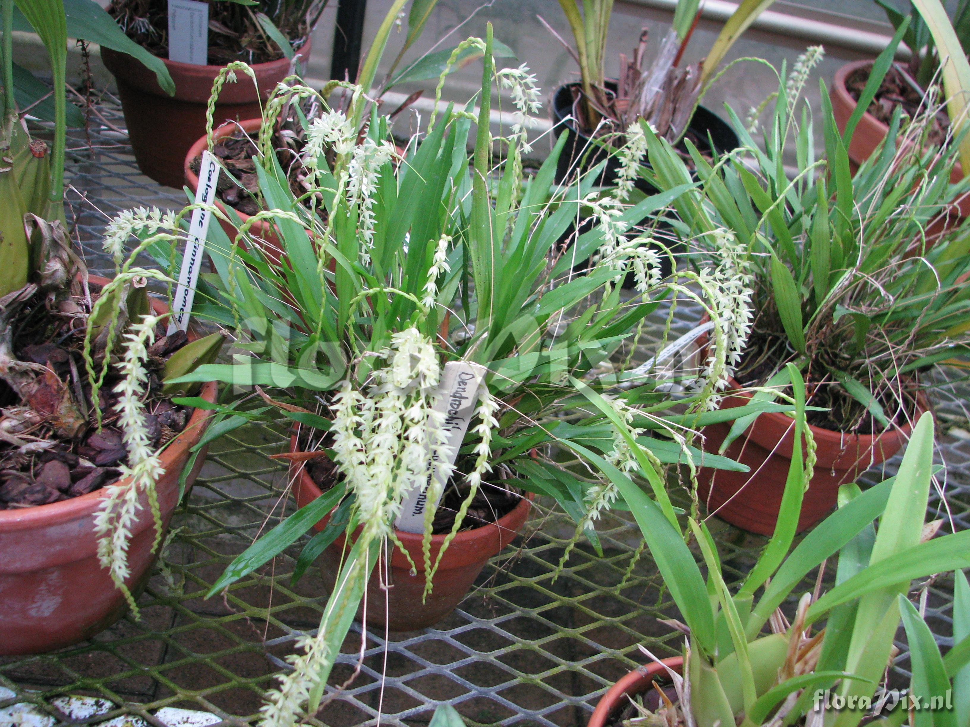 Dendrochilum cucumerinum