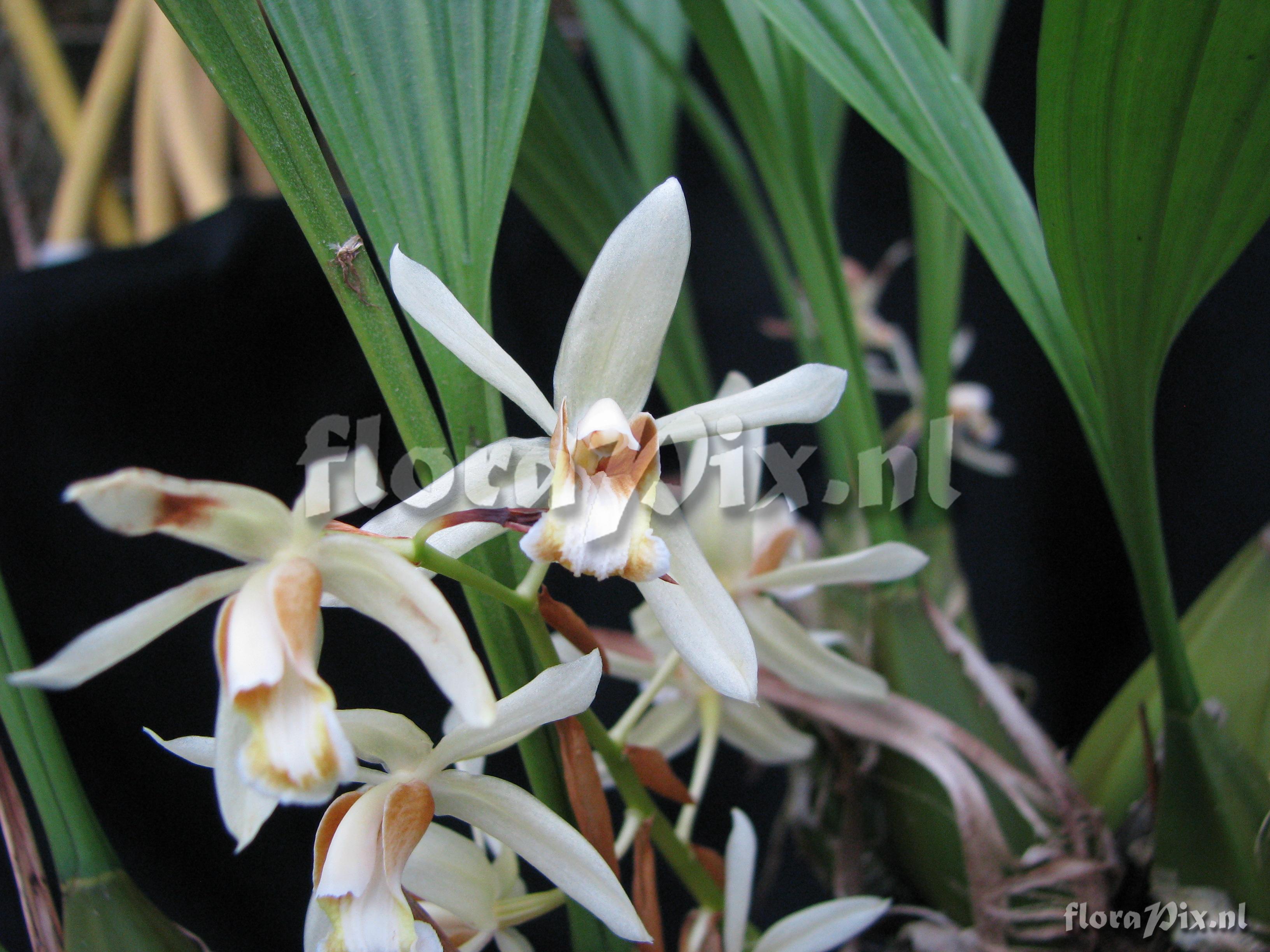 Coelogyne cinnamomea