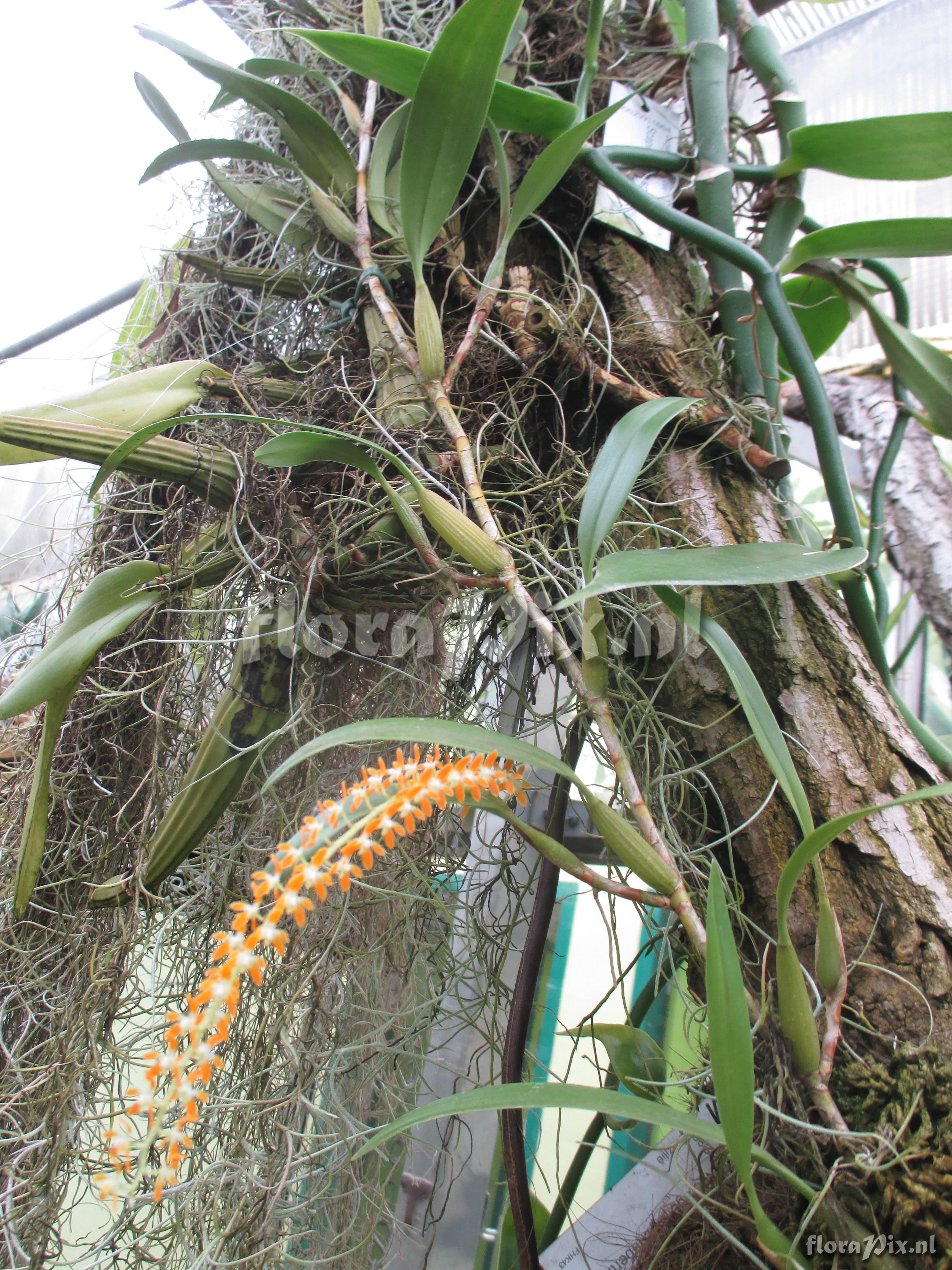 Dendrochilum aurantiacum