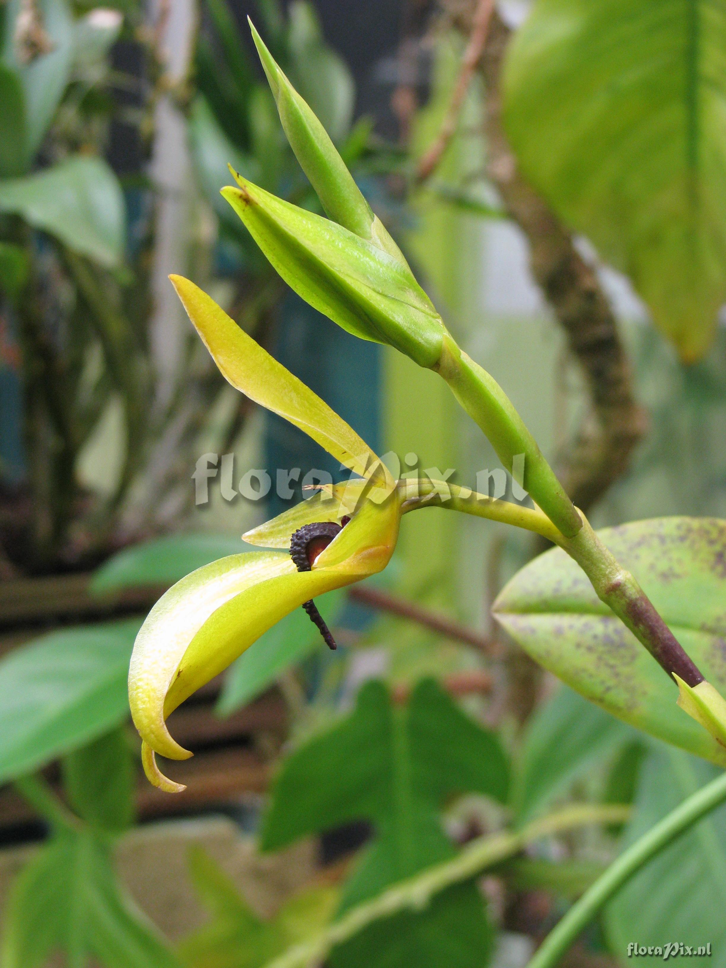 Bulbophyllum amplebracteatum subsp. carunculatum