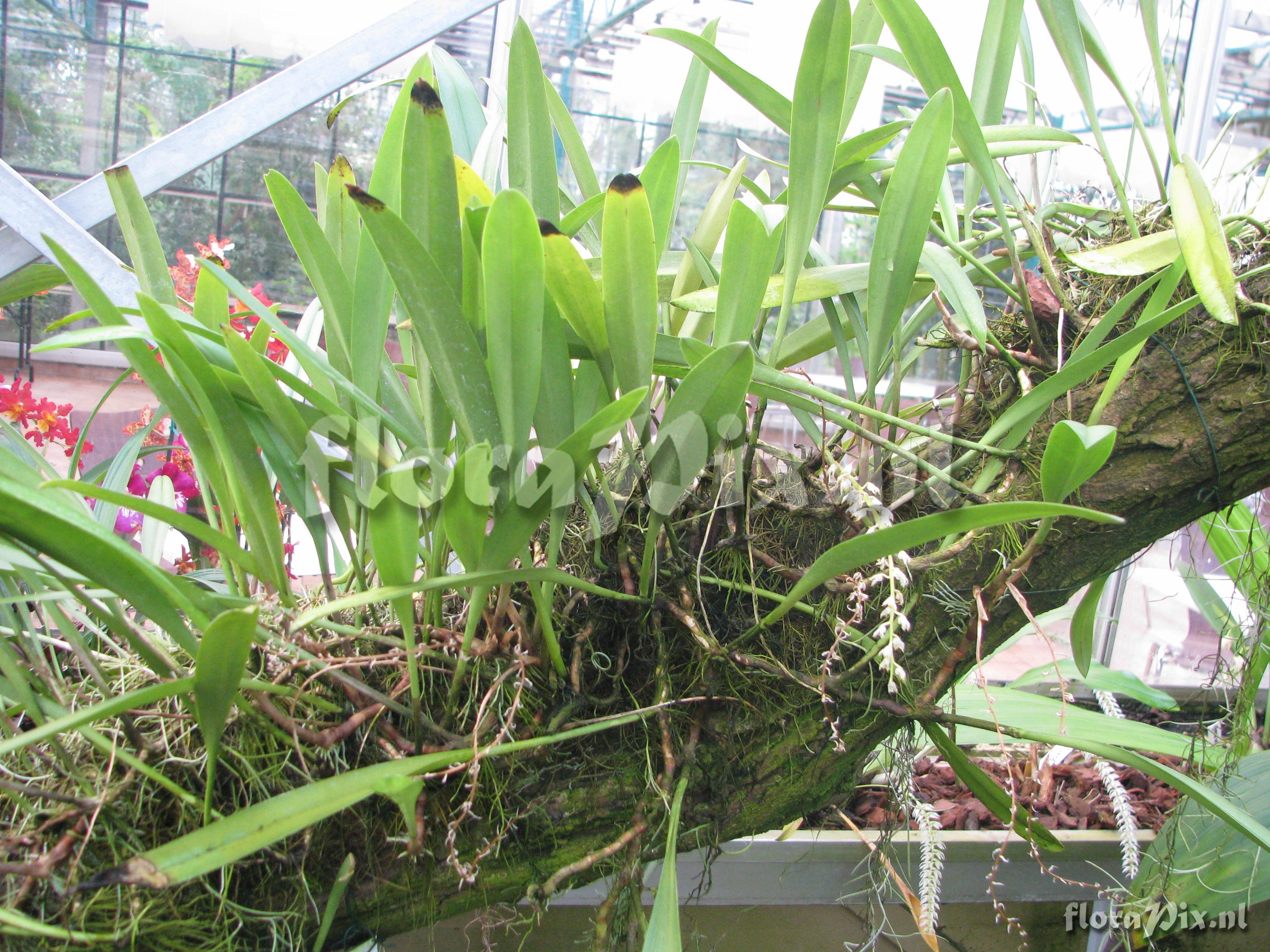 Bulbophyllum spec