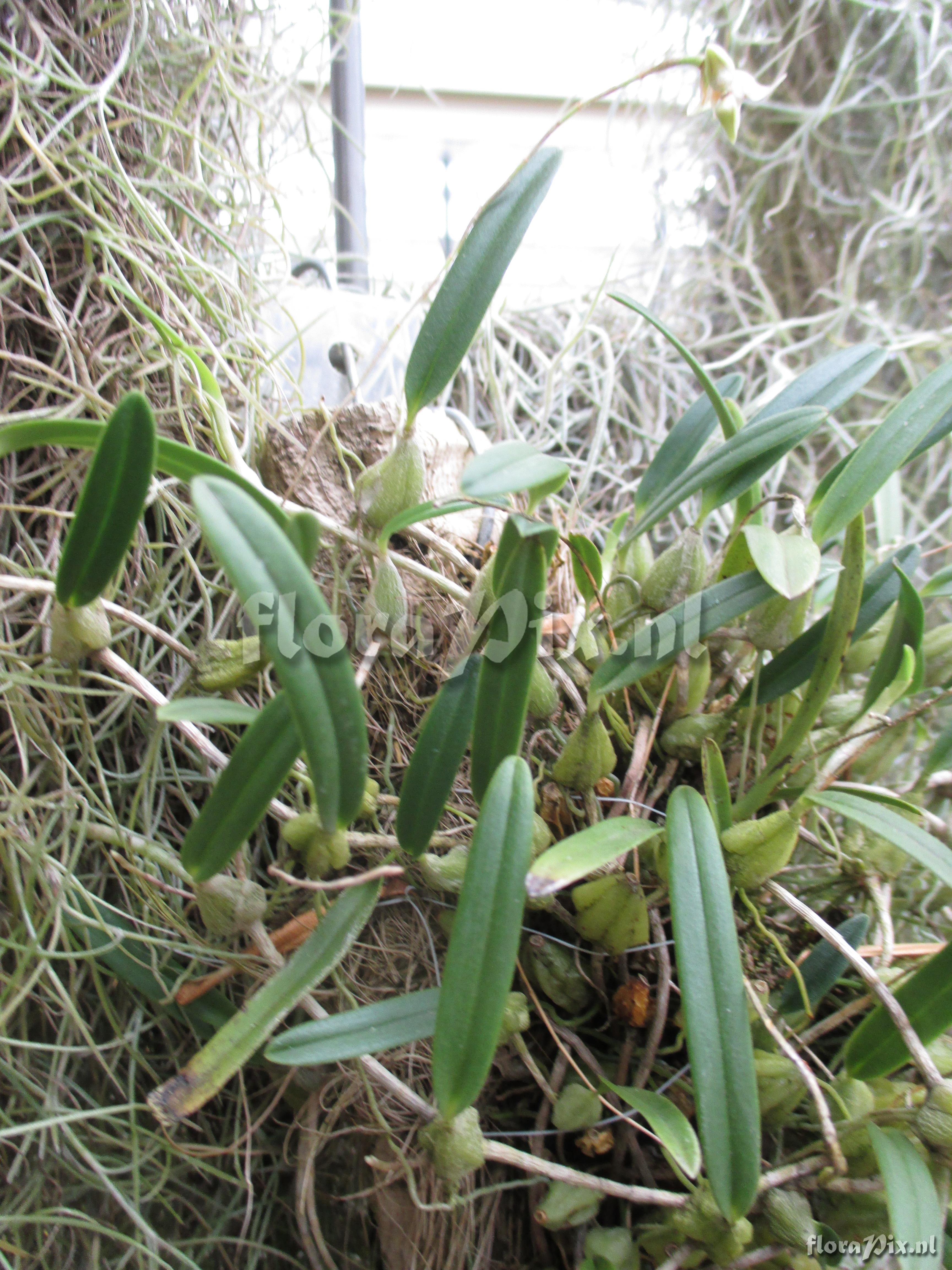 Bulbophyllum spec.