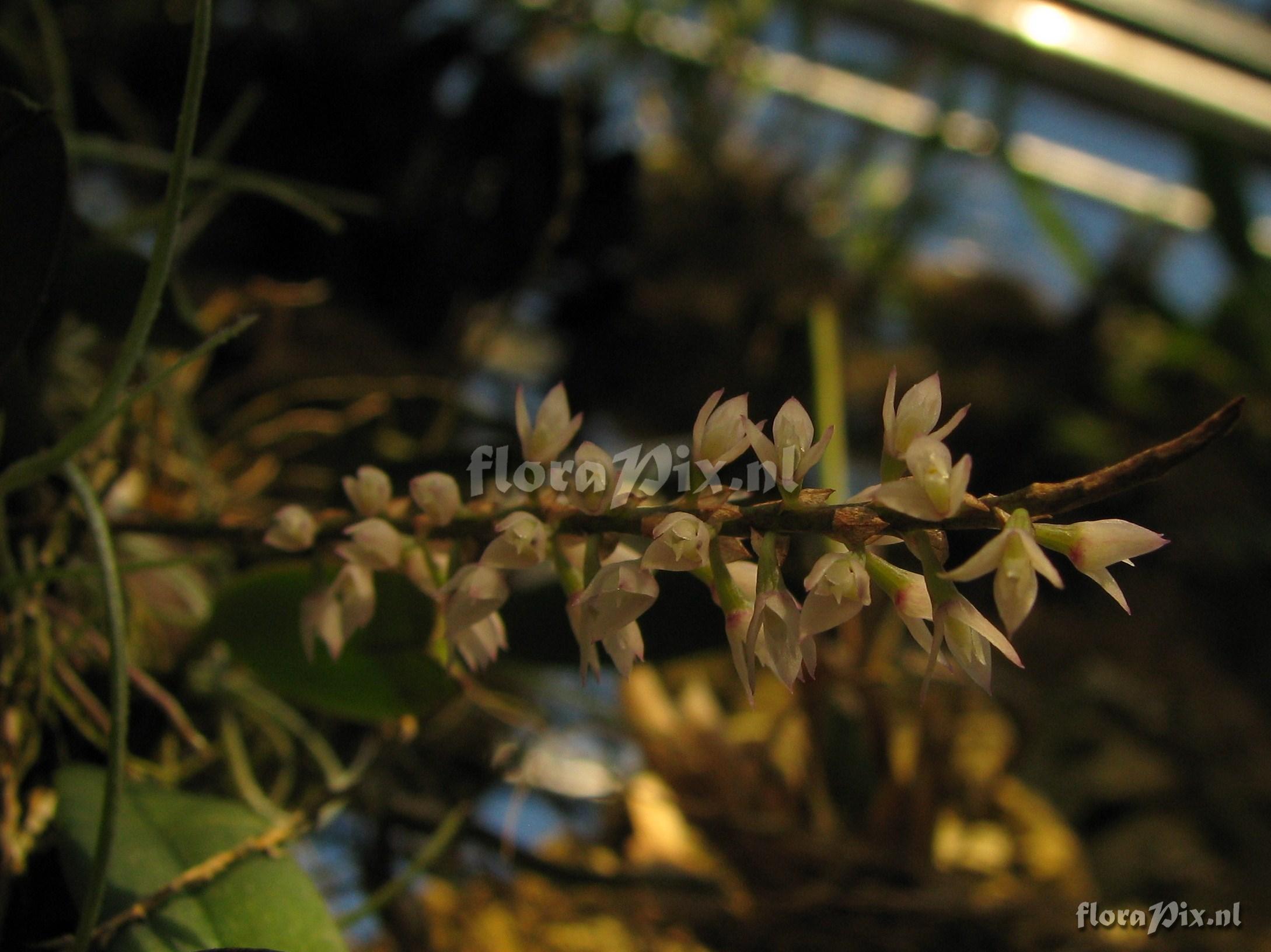 Bulbophyllum buntingii