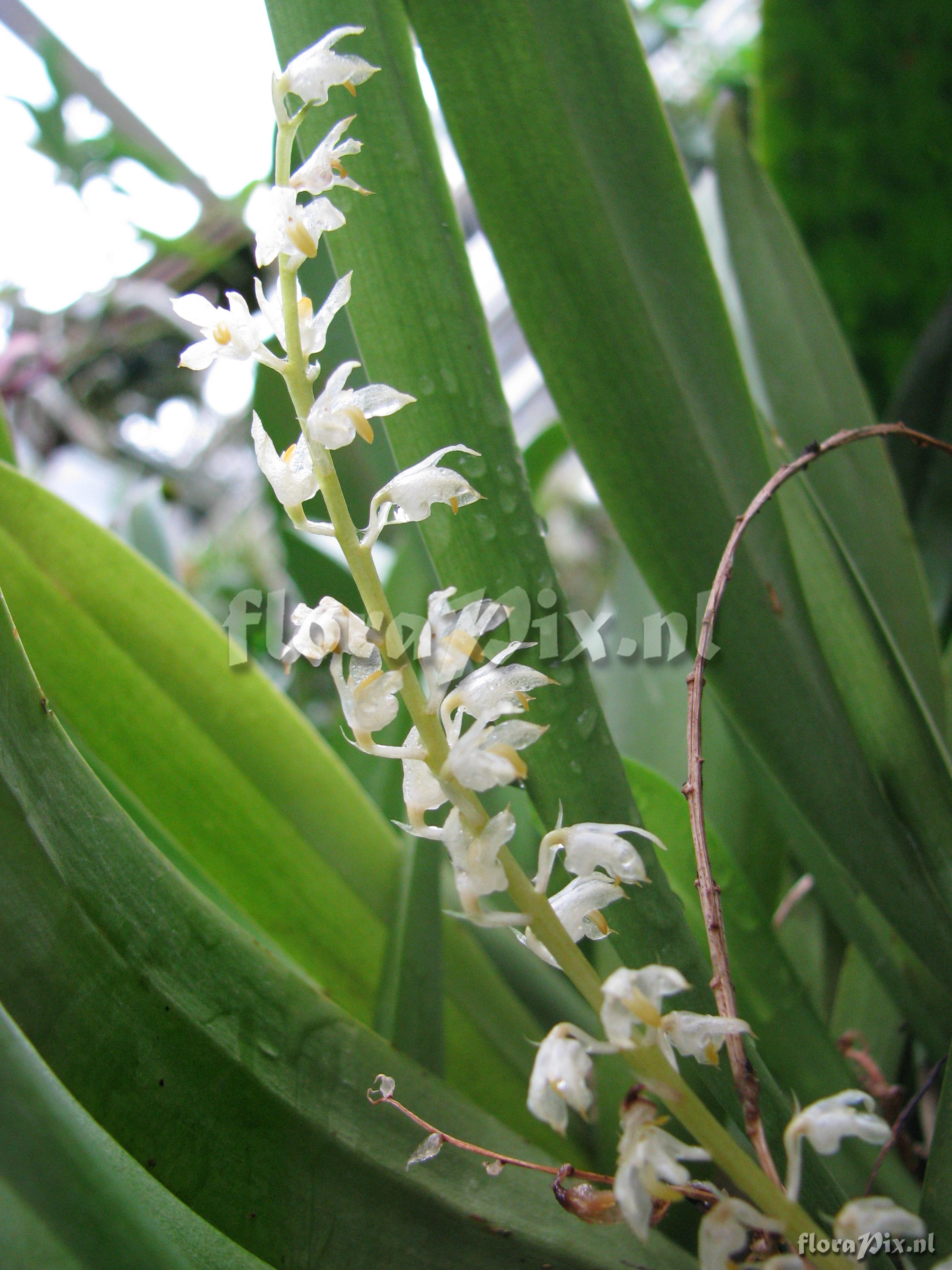 Bulbophyllum gibbosum