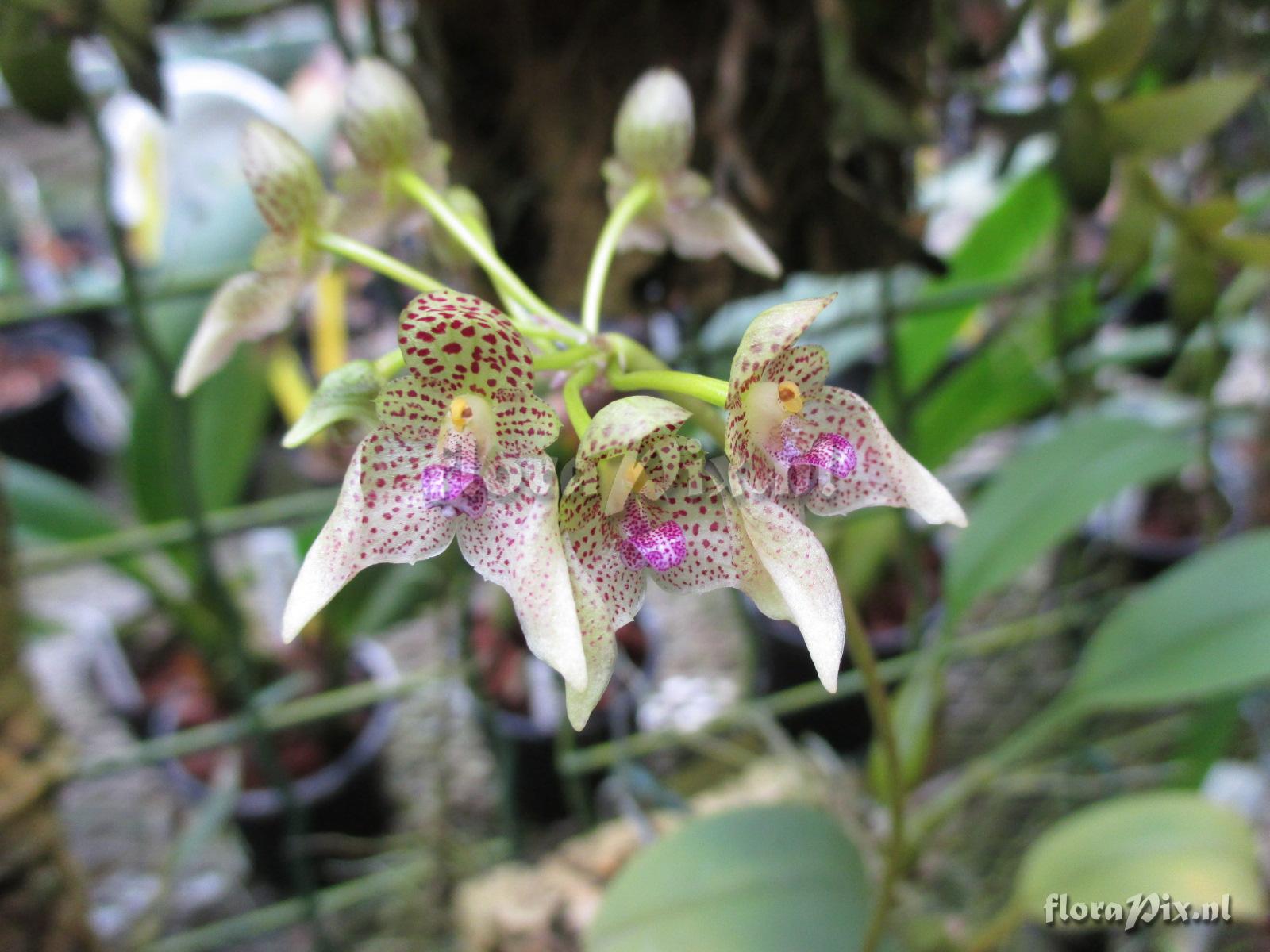 Bulbophyllum guttulatum