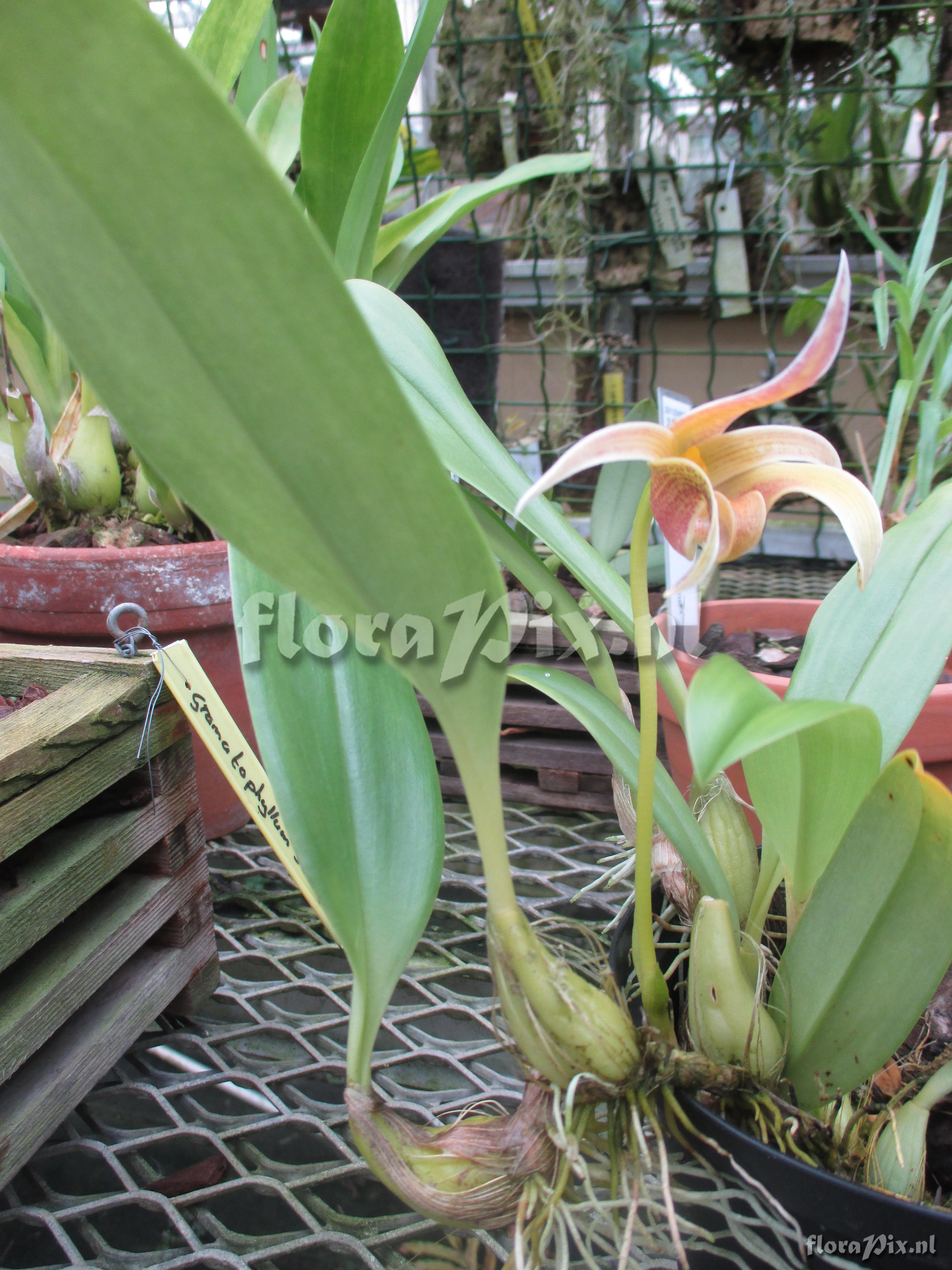 Bulbophyllum lobbii