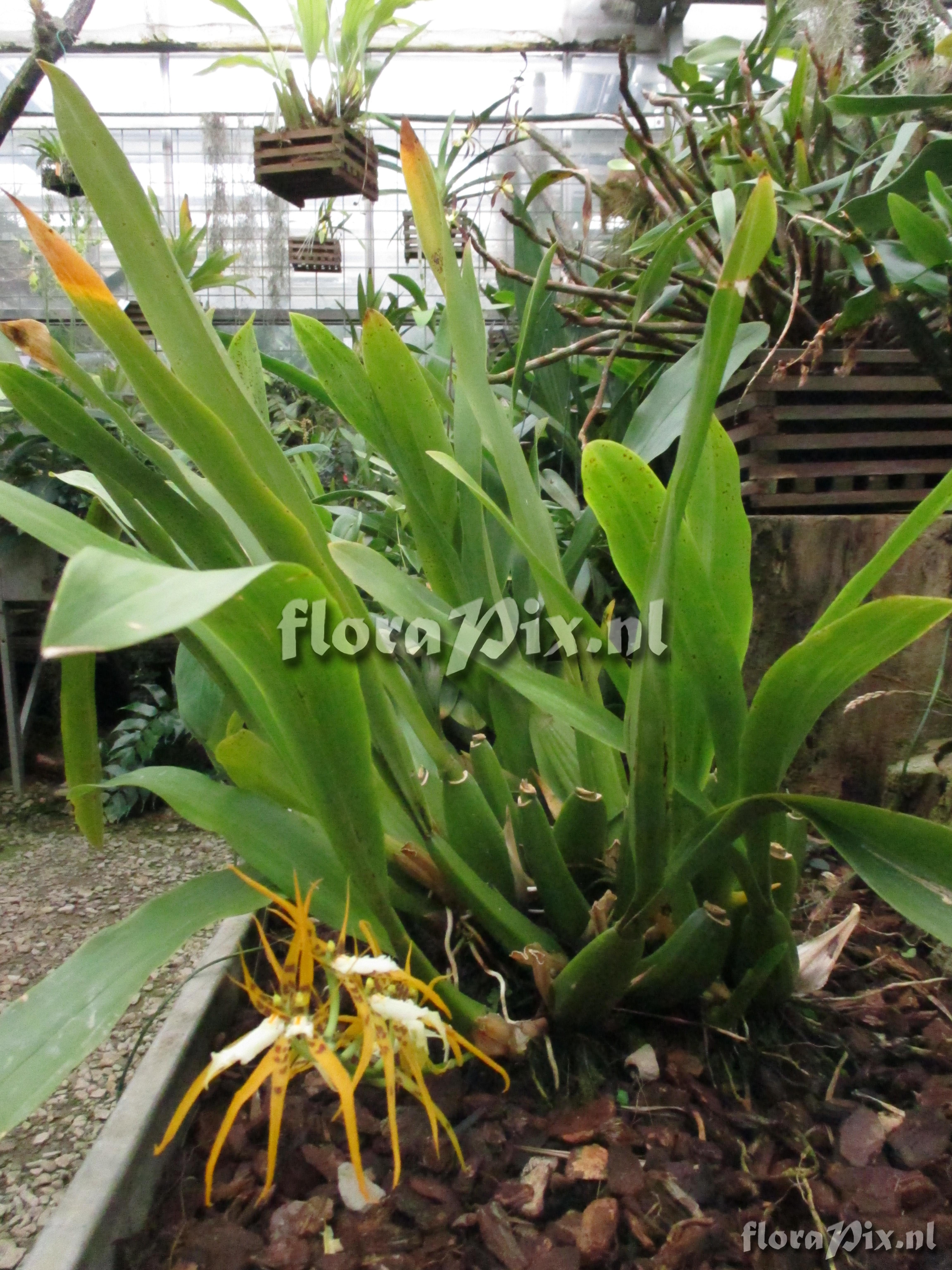 Brassia lanceana