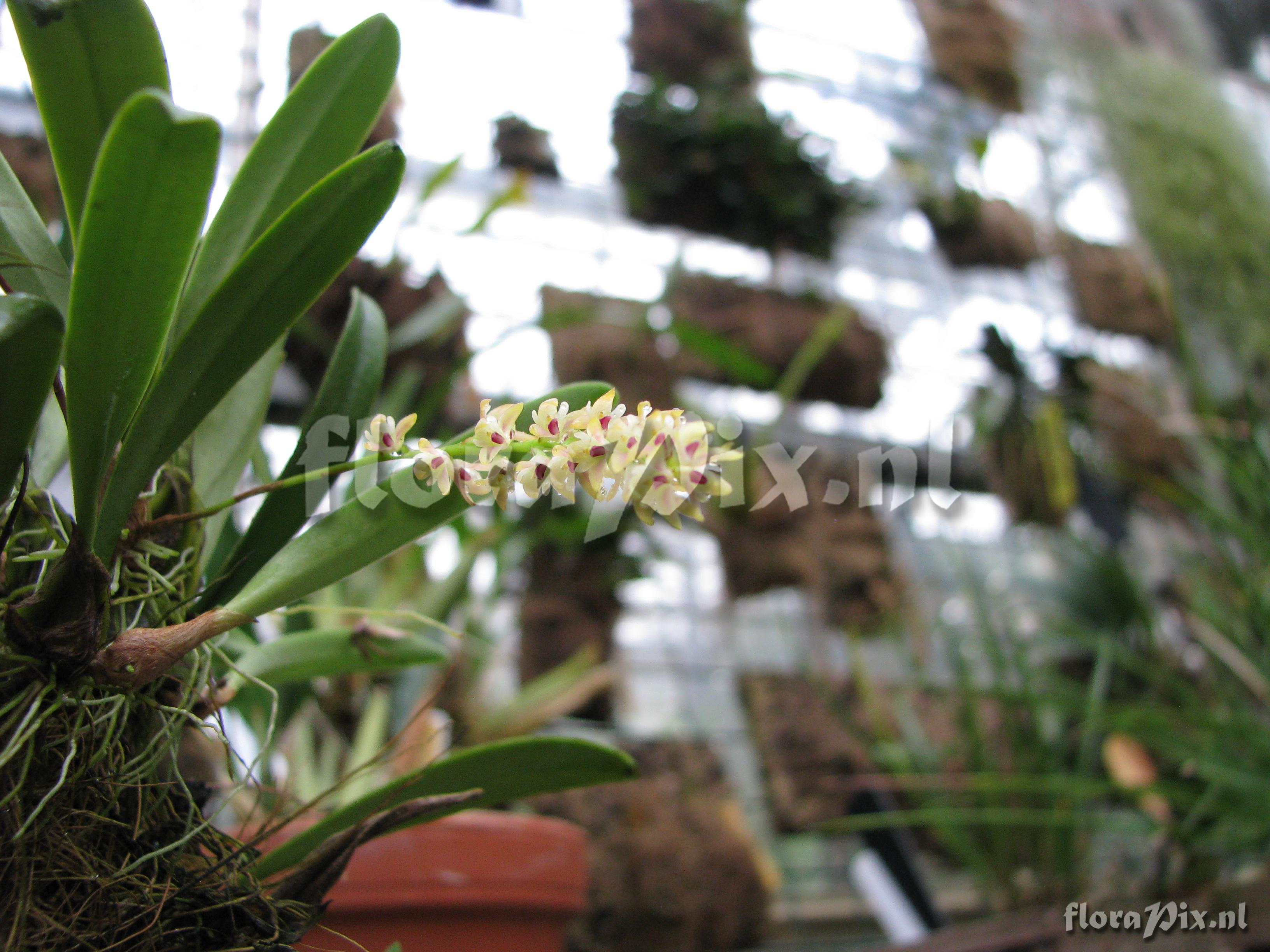 Bulbophyllum recurvum