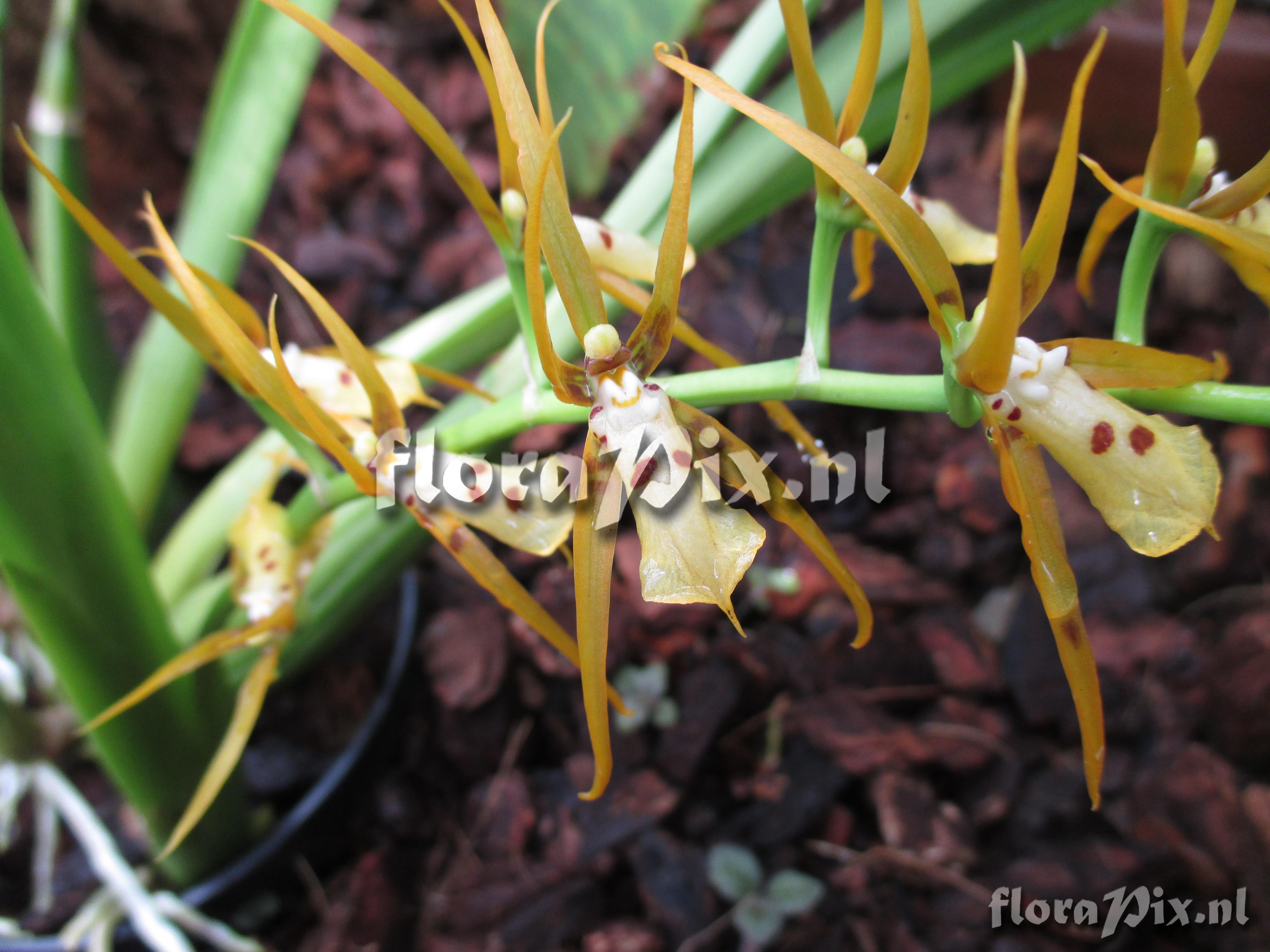 Brassia thyrsoides
