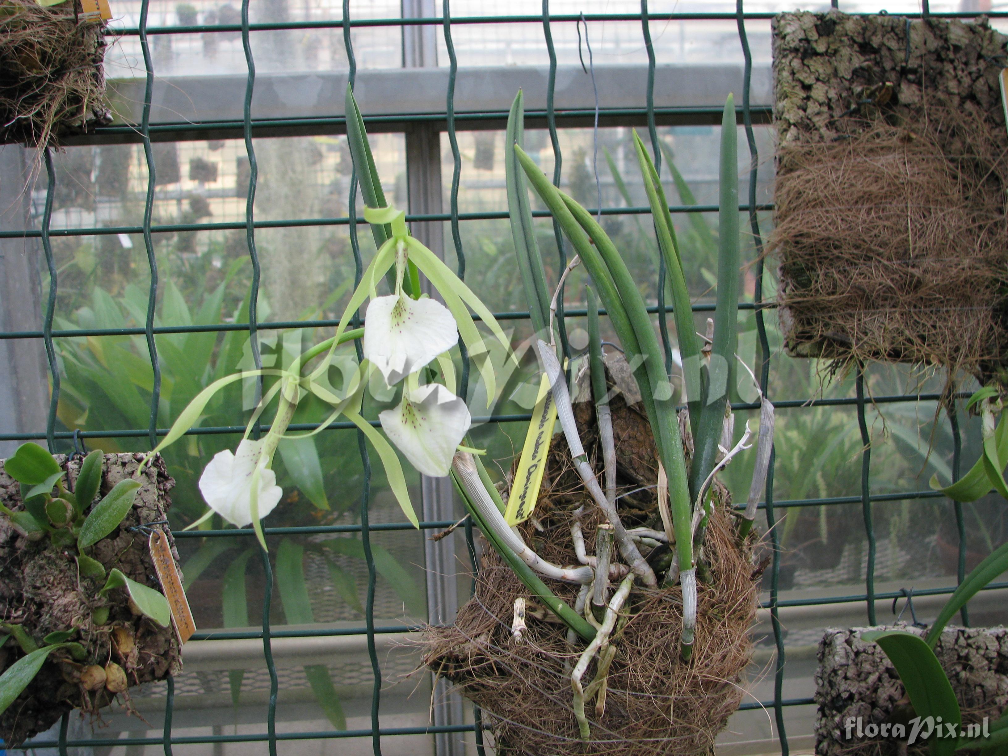 Brassavola nodosa 