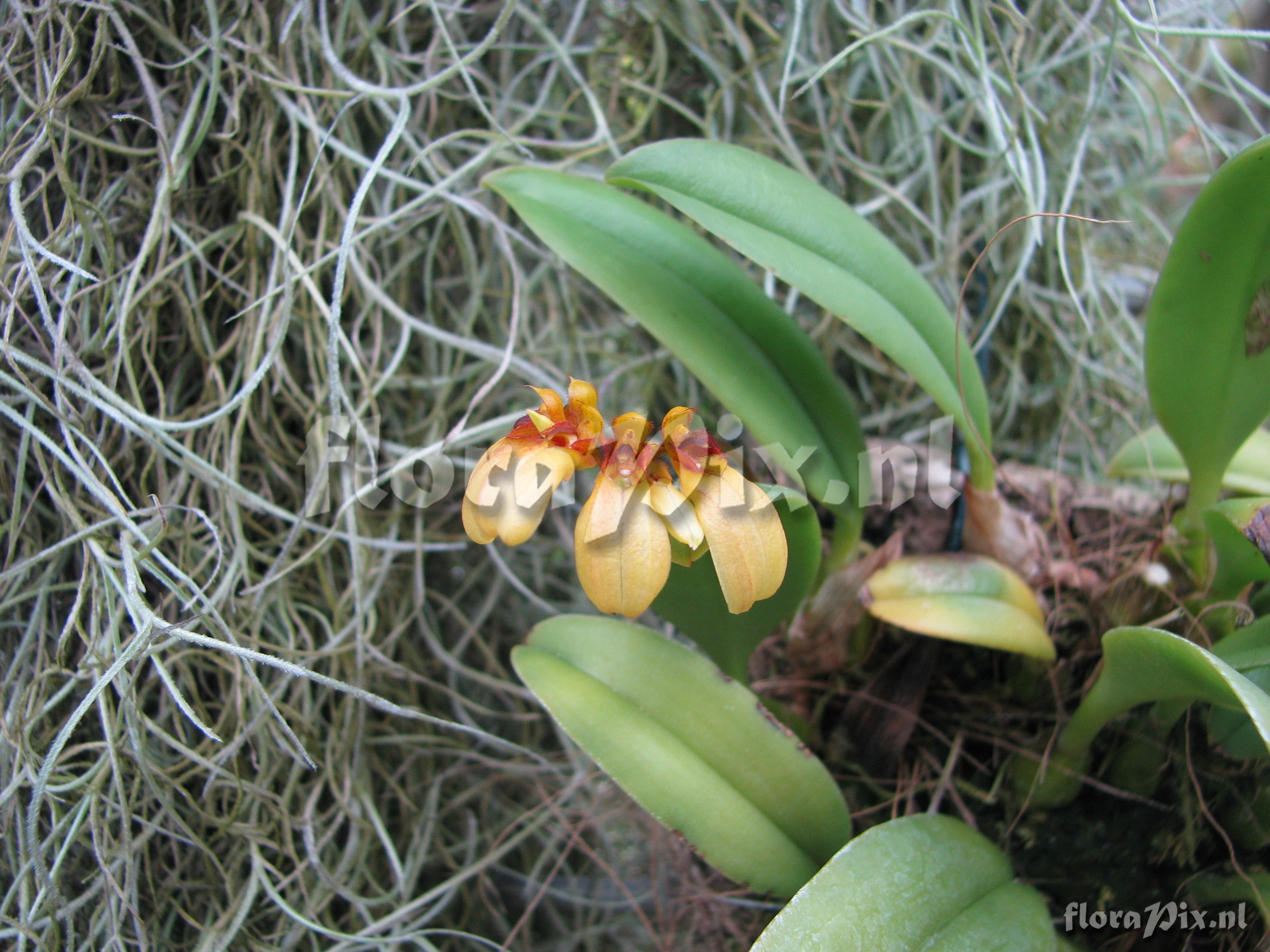 Bulbophyllum Sunshine.JPG