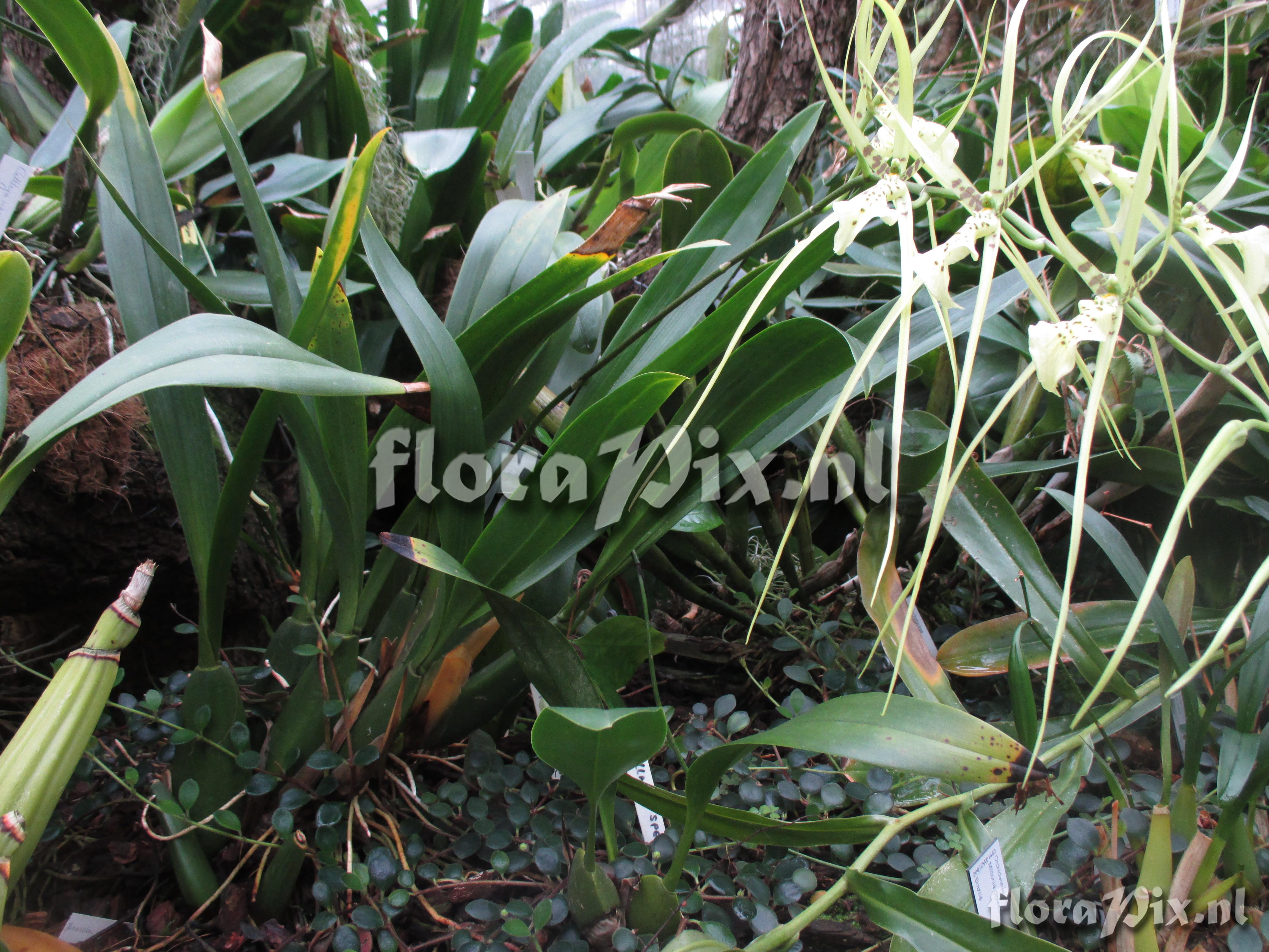 Brassia gireoudiana