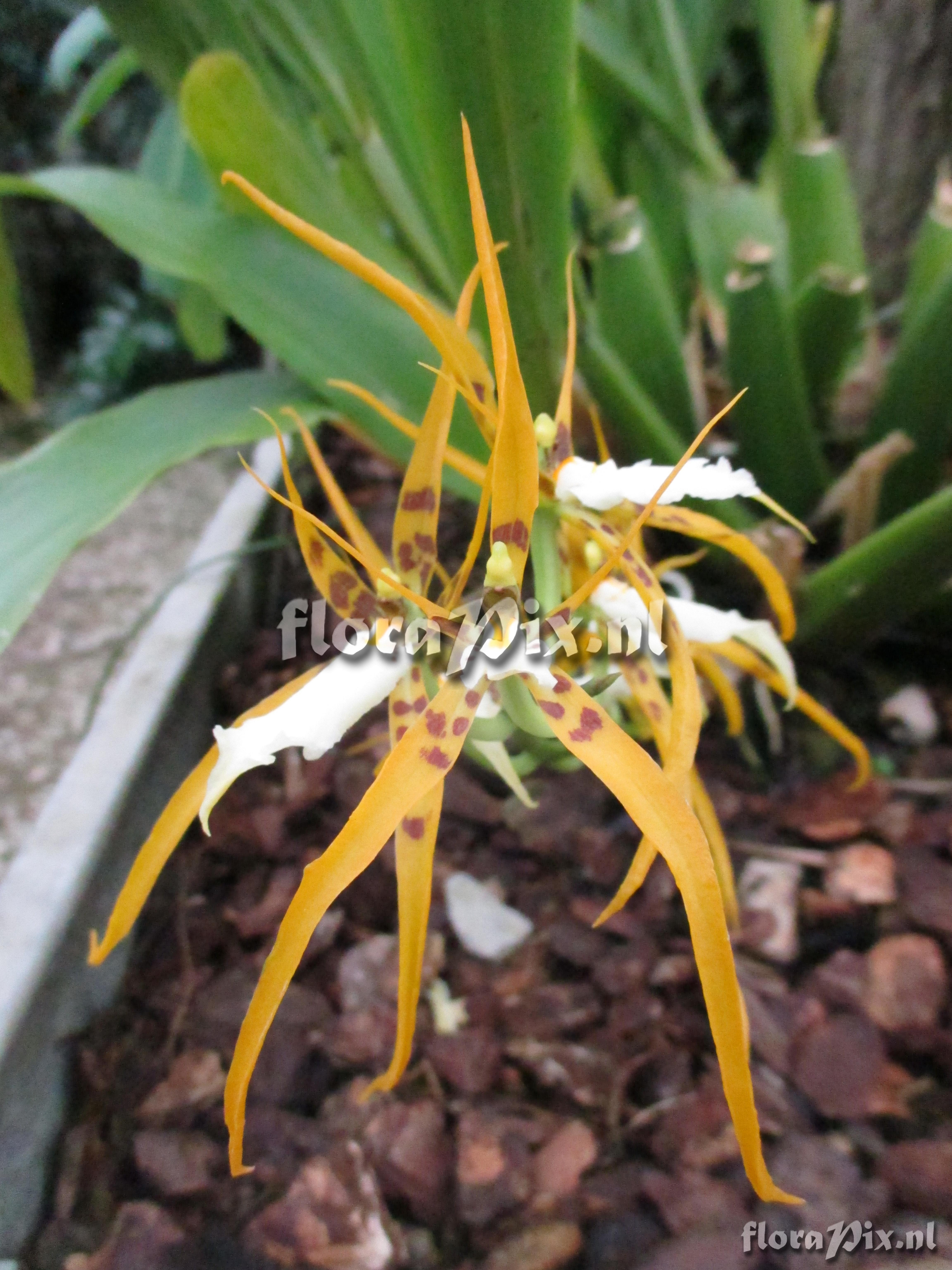 Brassia lanceana