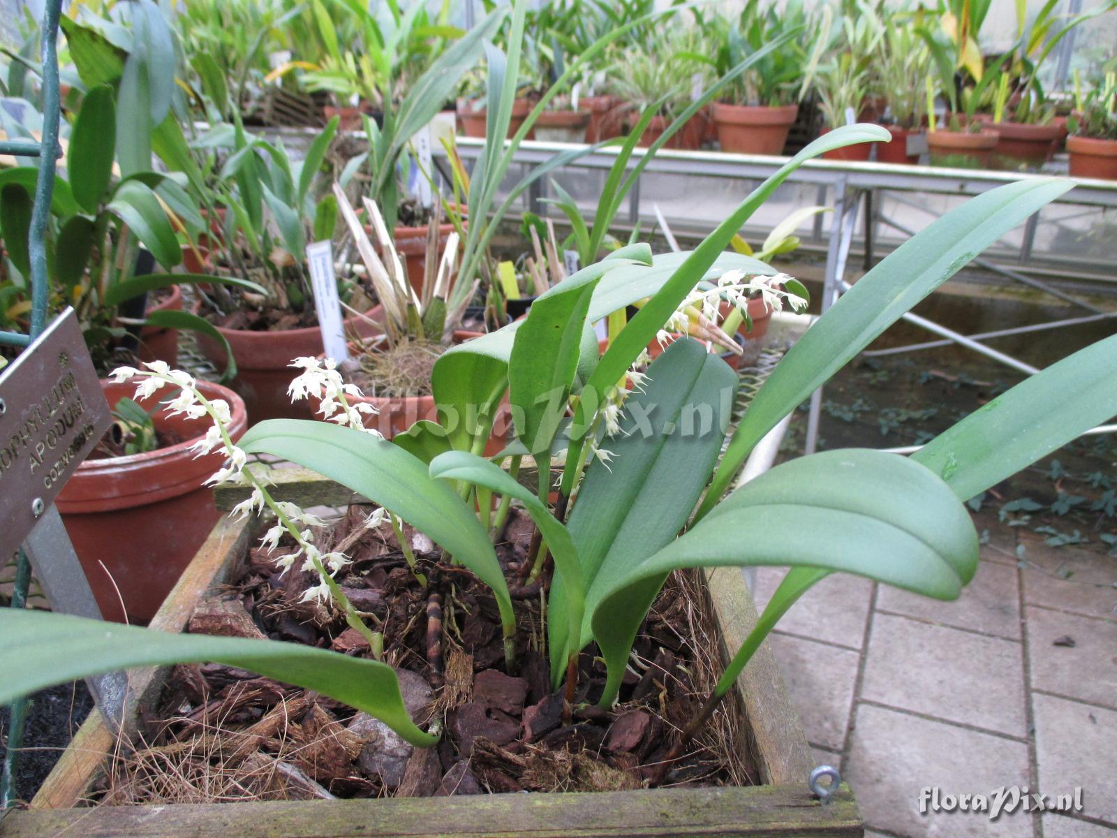 Bulbophyllum apodum