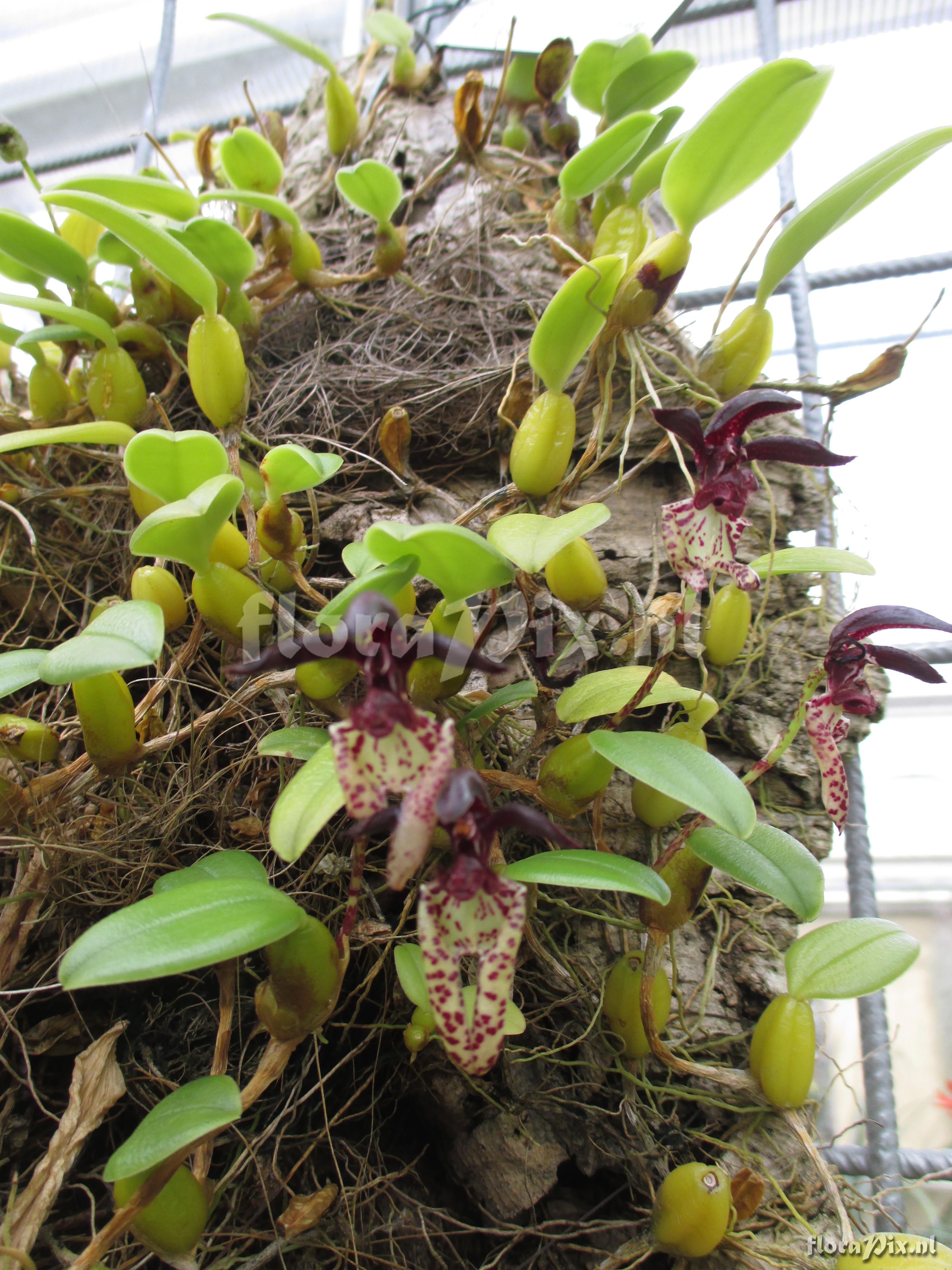 Bulbophyllum lasiochilum