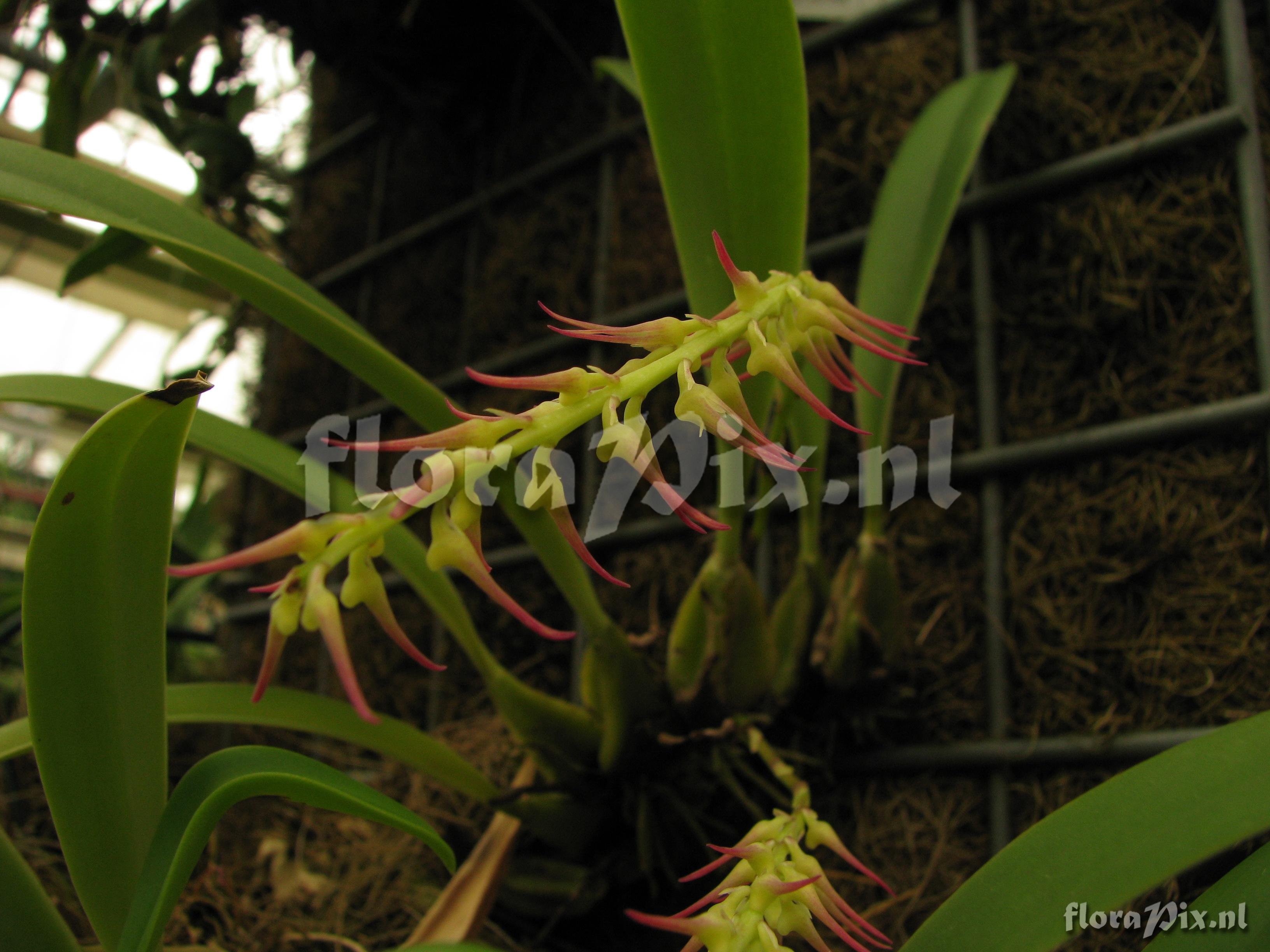 Bulbophyllum cocoinum