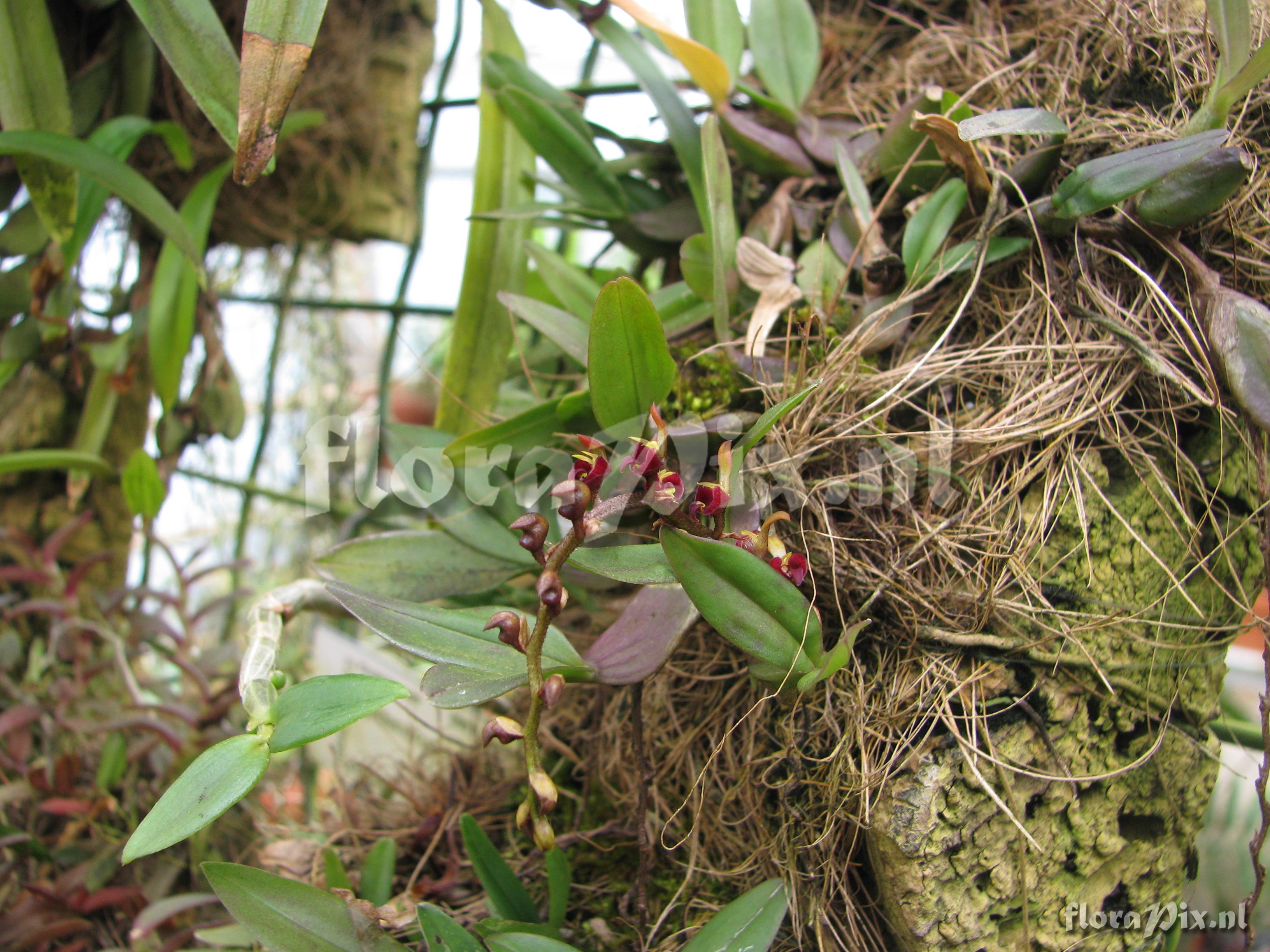 Bulbophyllum simonii