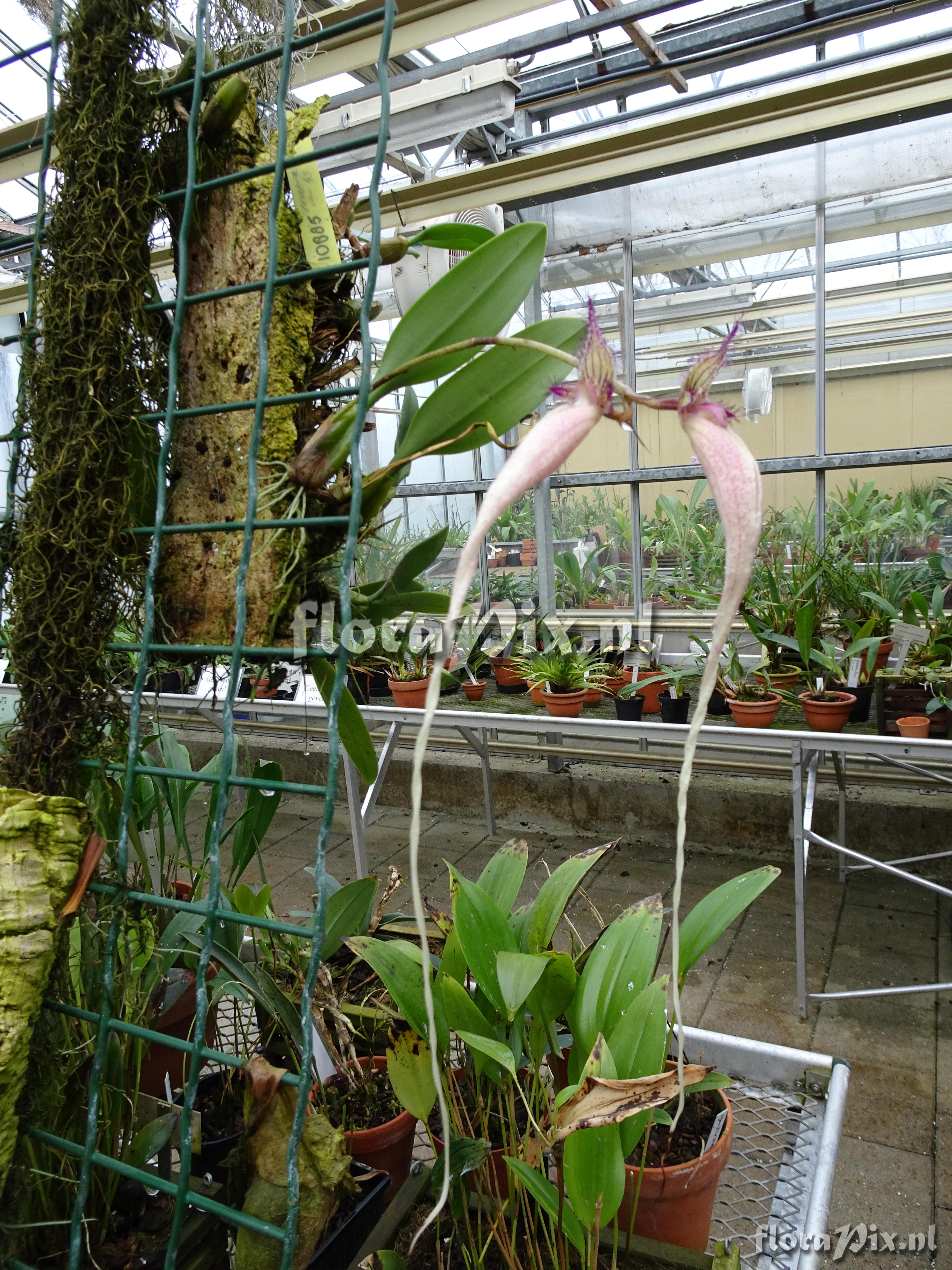 Bulbophyllum Fascination 108865