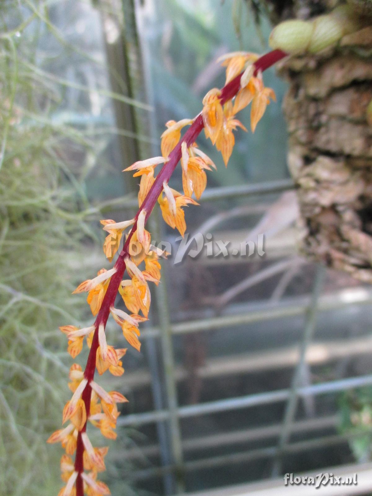 Bulbophyllum rufinum