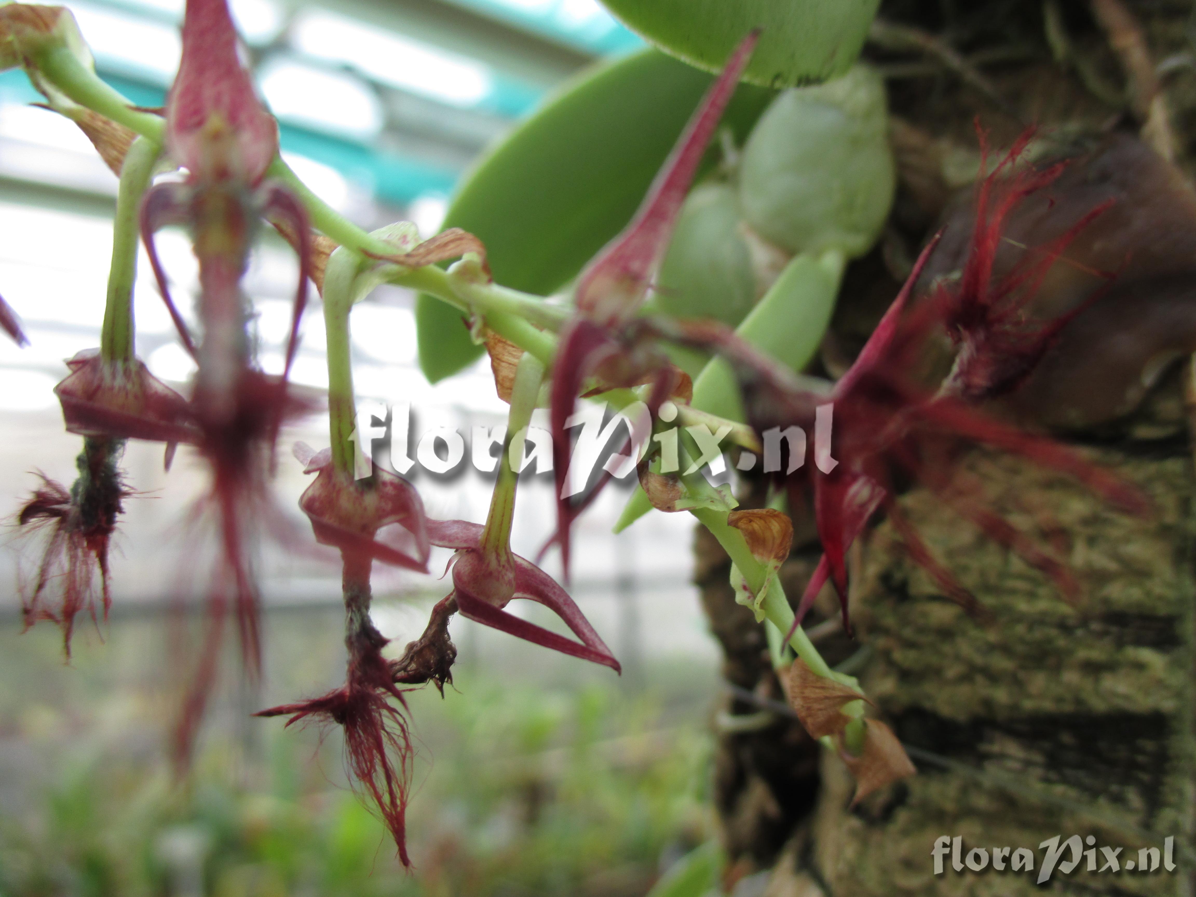 Bulbophyllum barbigerum