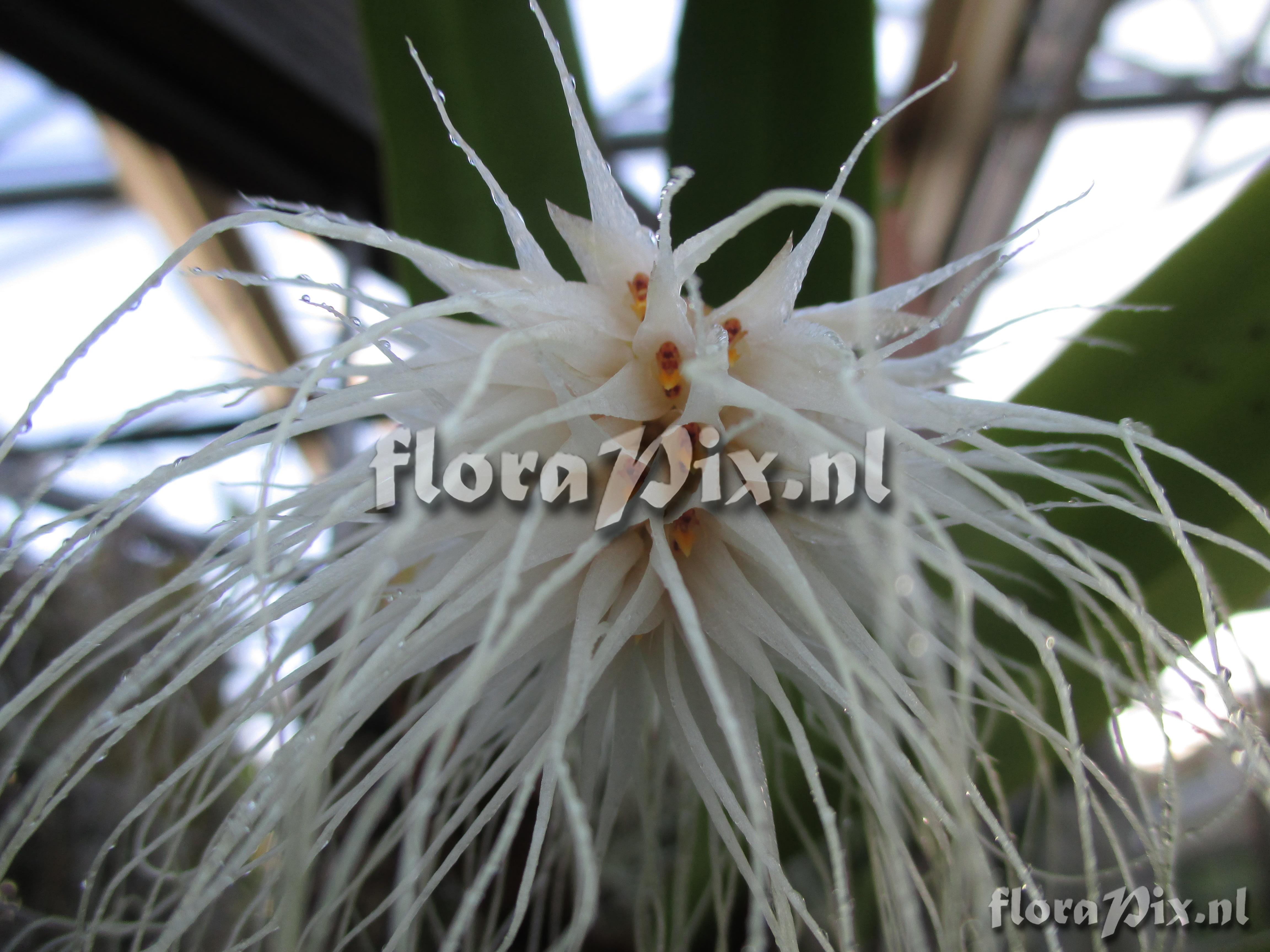 Bulbophyllum medusae