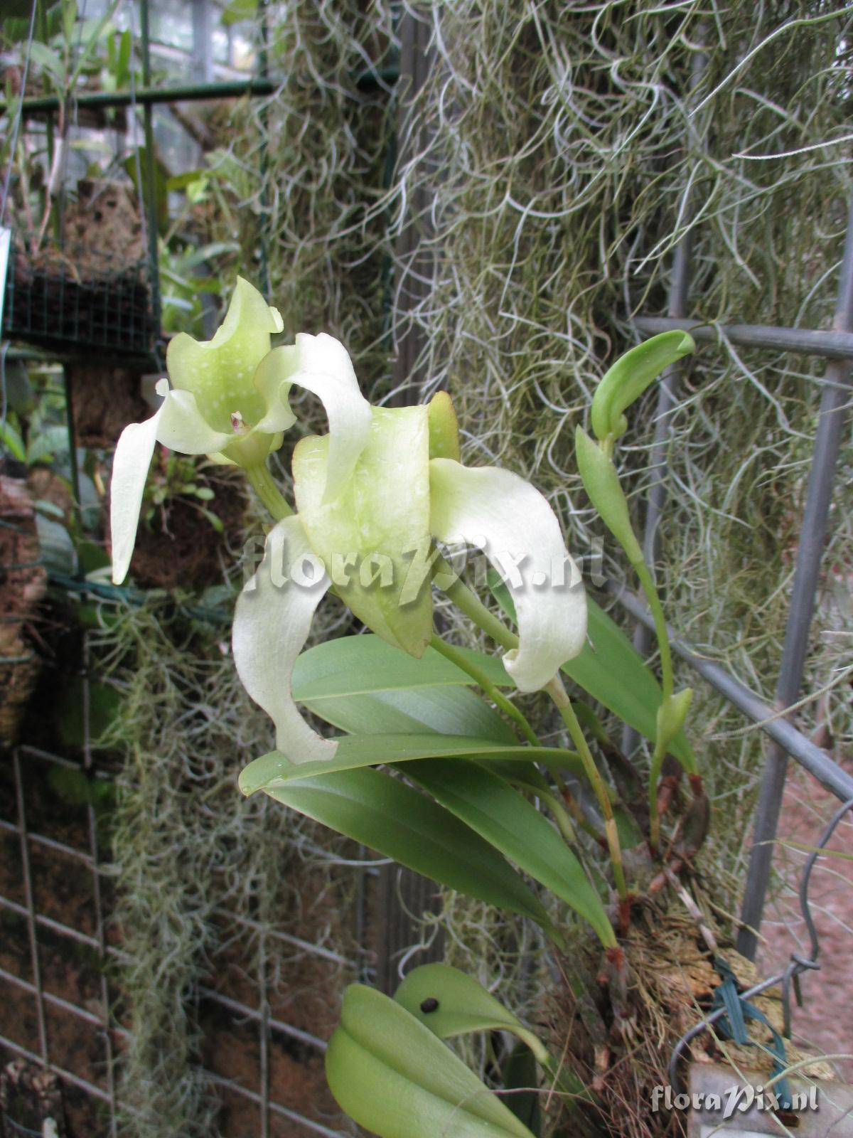 Bulbophyllum retusiusculum