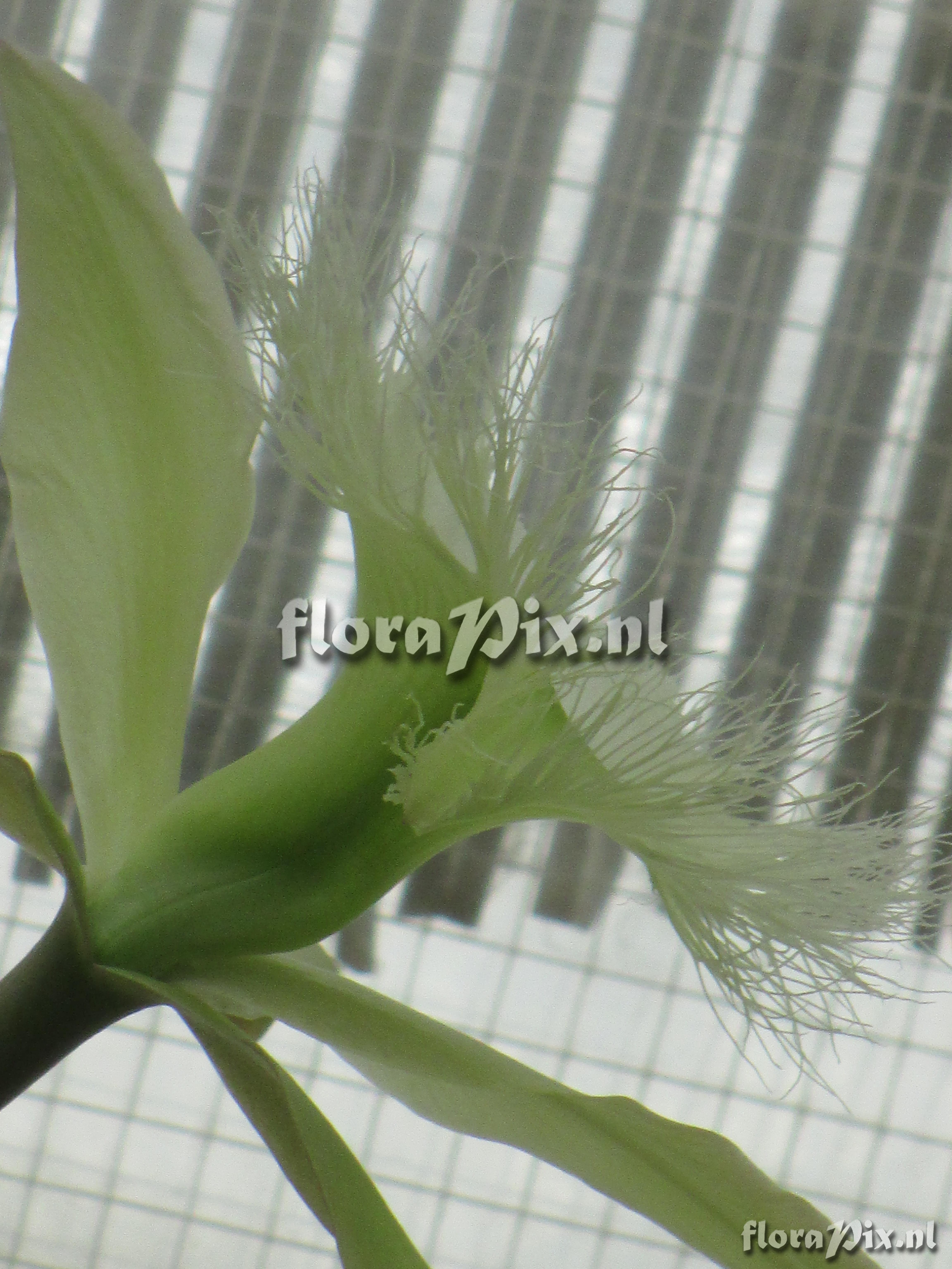 Brassavola perinnii