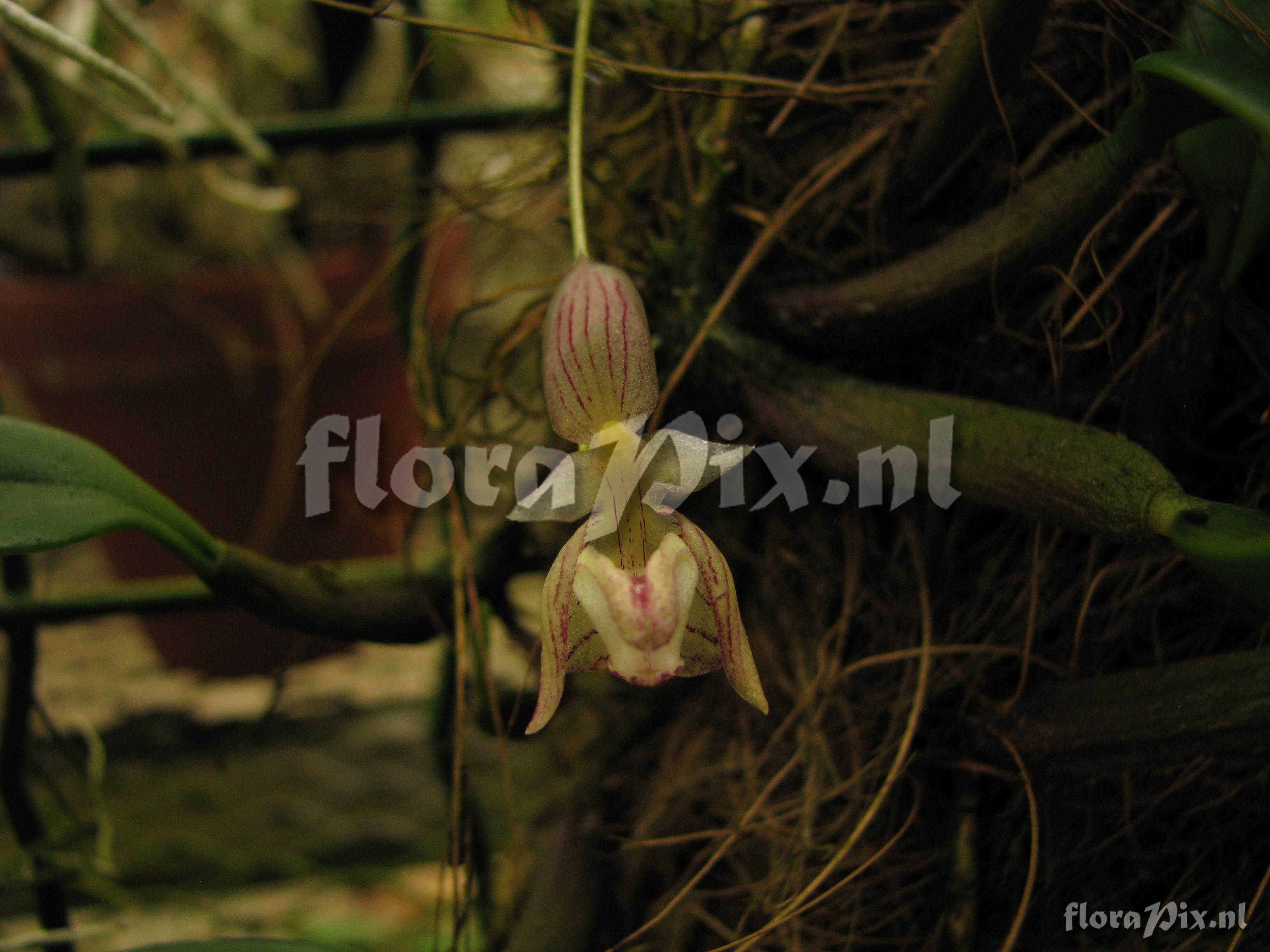 Bulbophyllum blepharistes