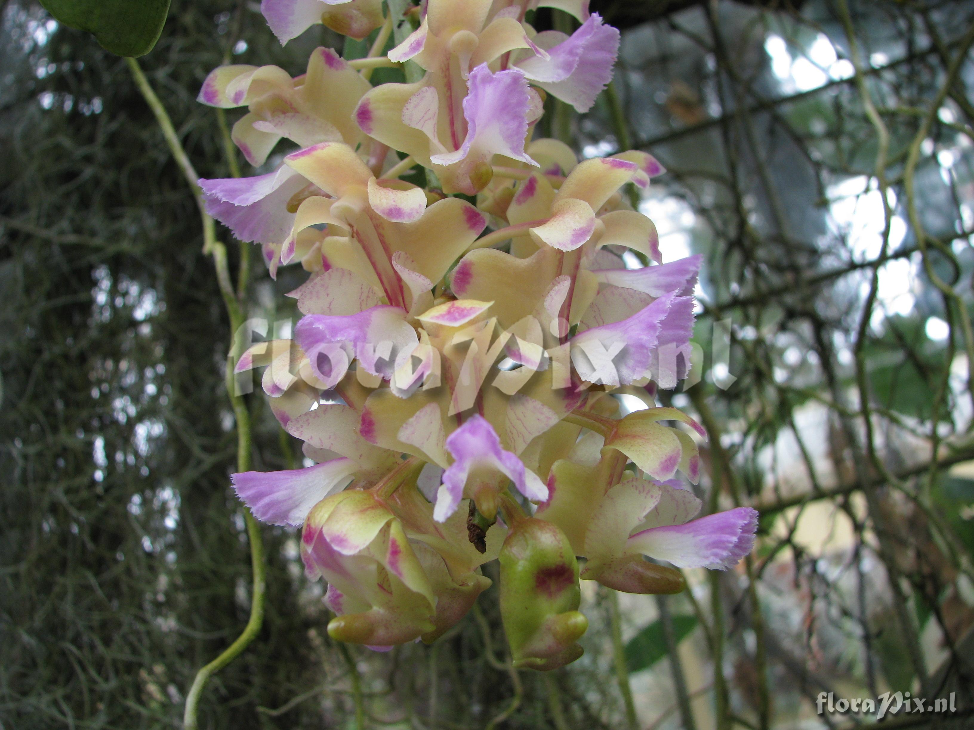 Aerides odoratum